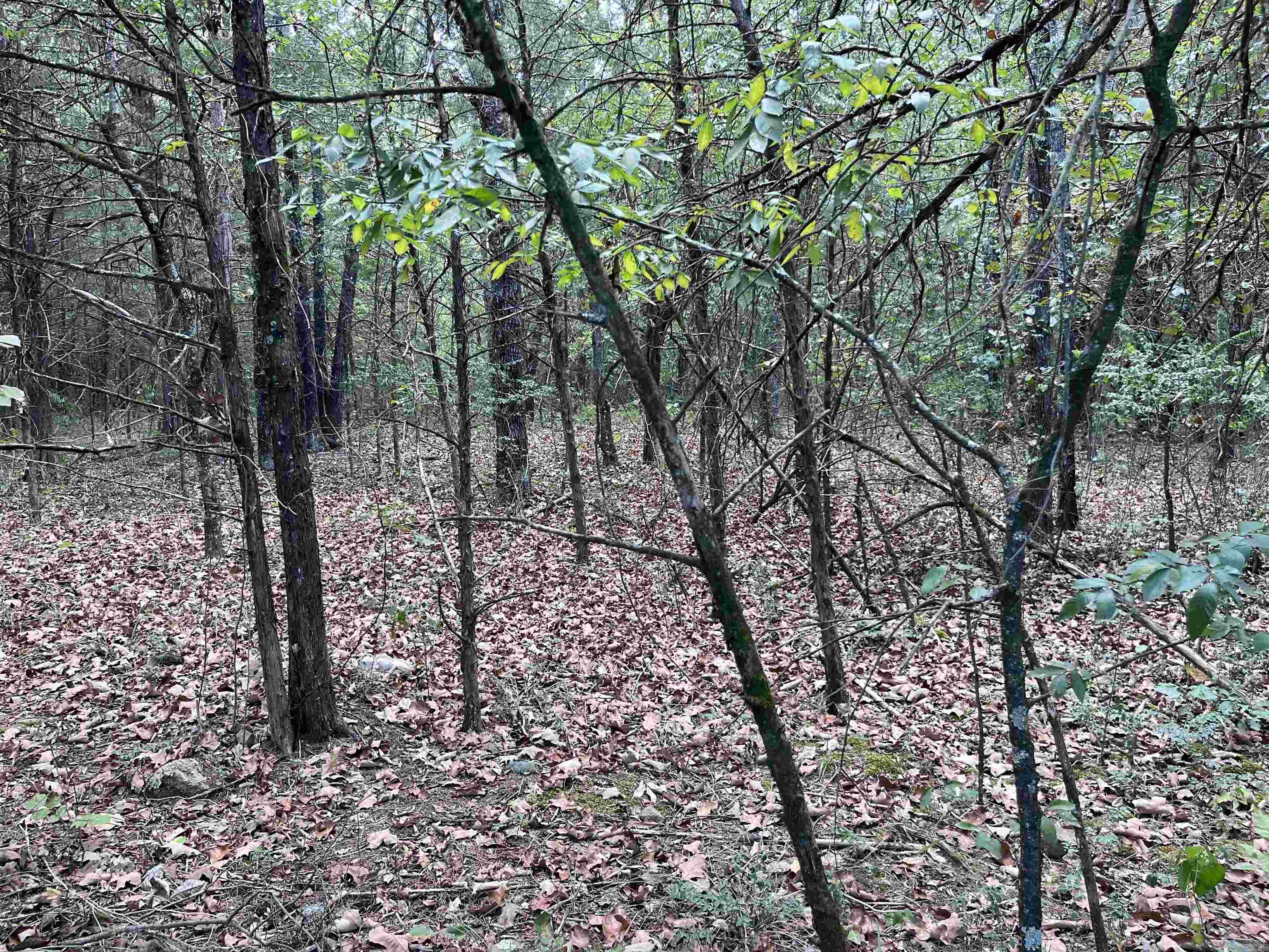 1 Honeysuckle Road — photo 4