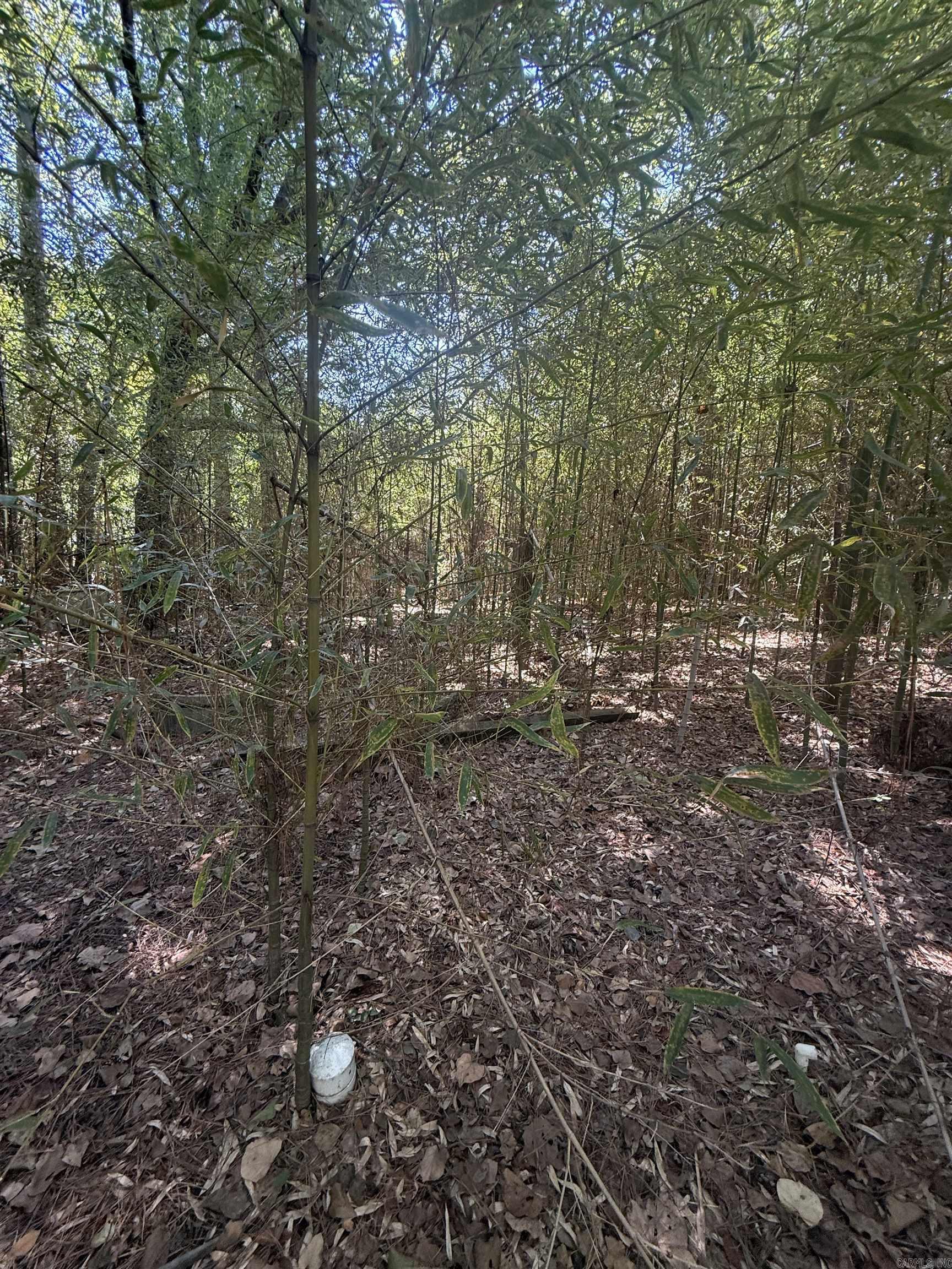 295 Ouachita 15  Chidester, AR