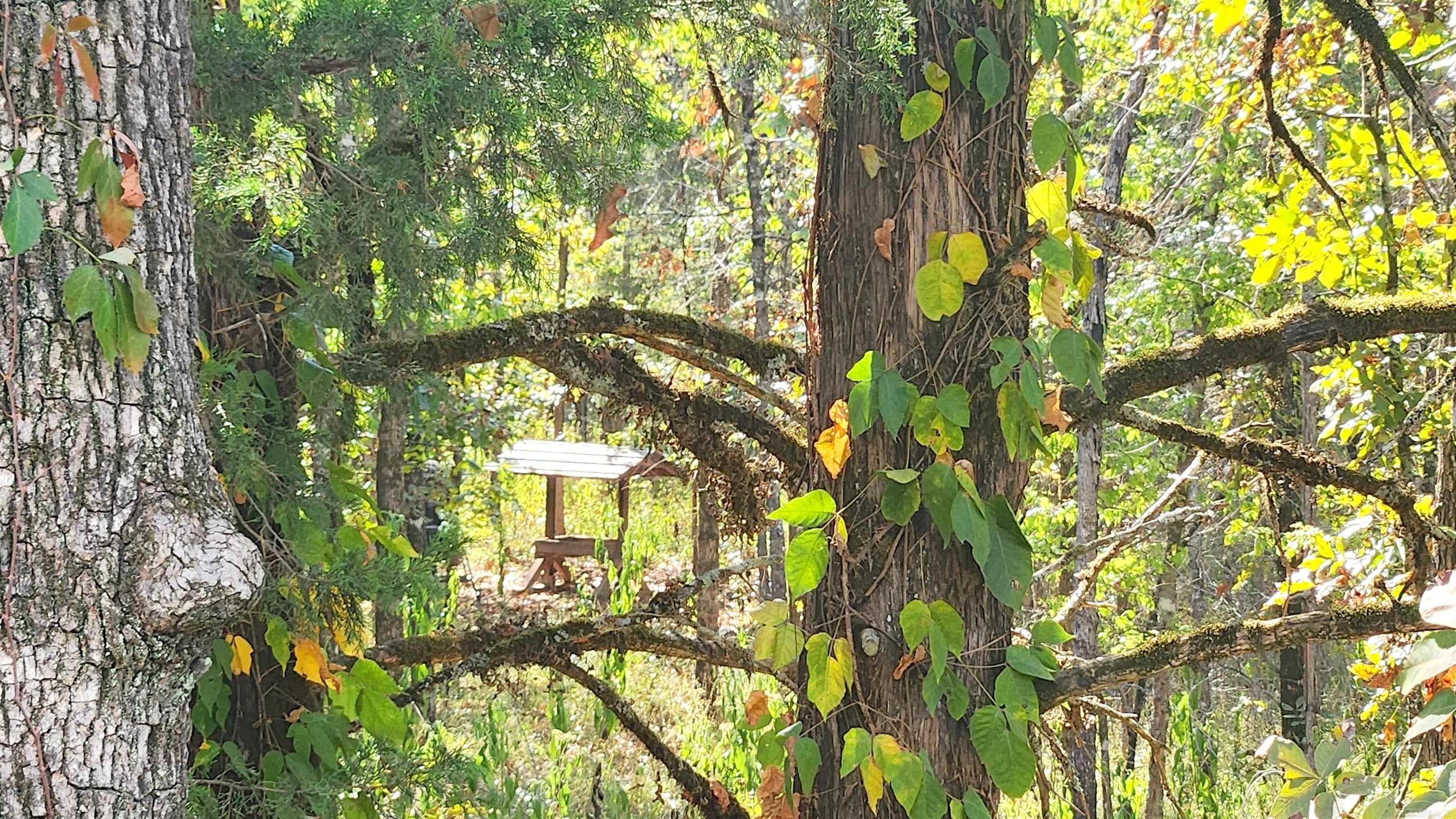 35 Prickley Pear Patch  Mount Ida, AR