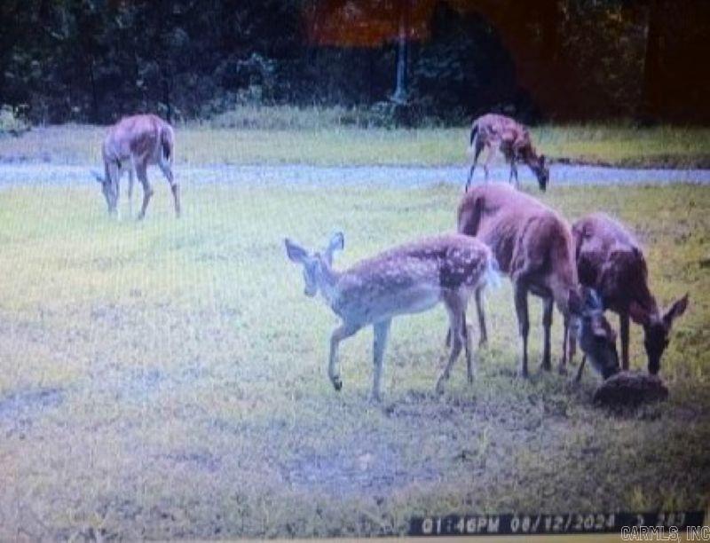 565 Polk Road 194 Mena, AR 71953