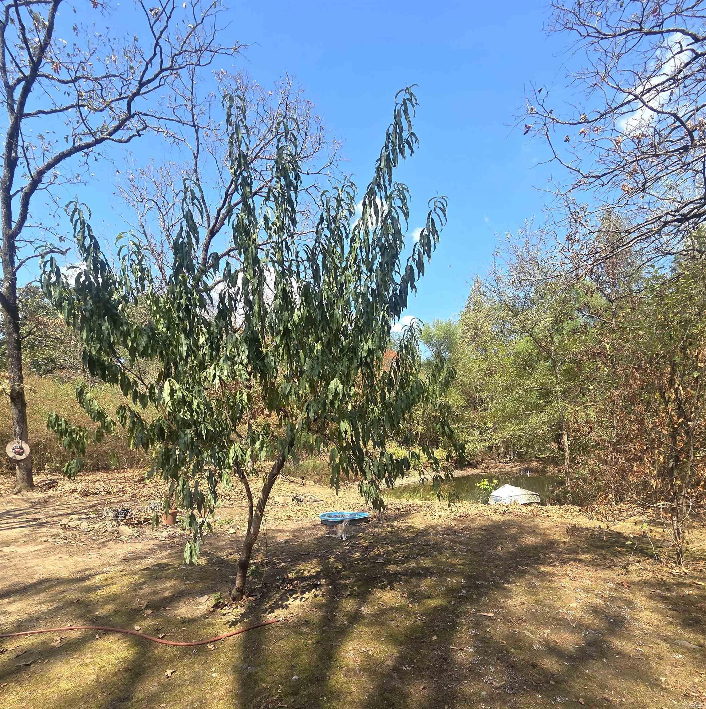 4675 Dooley Road  Boles, AR