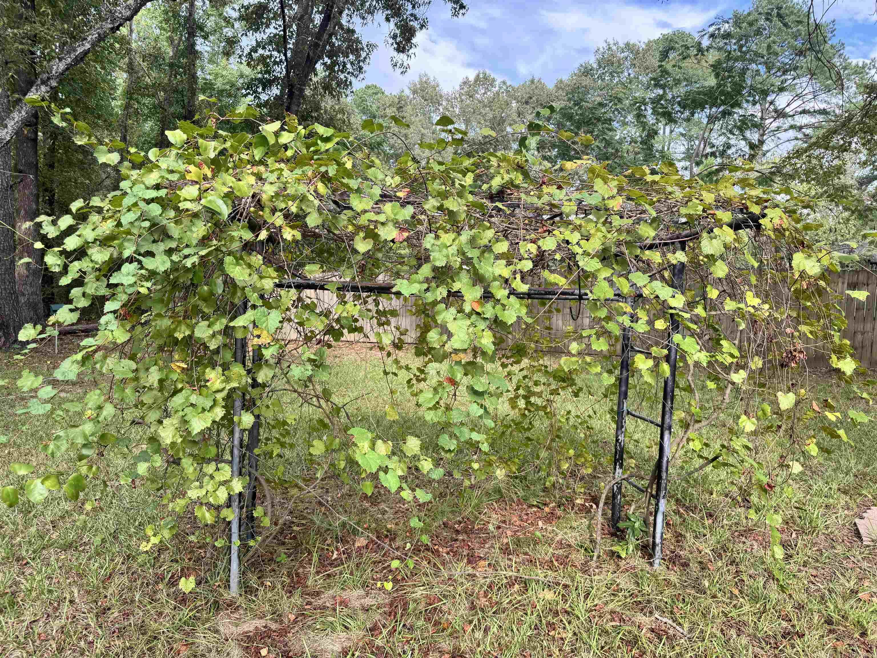 1902 Red Wagon Rd  Traskwood, AR