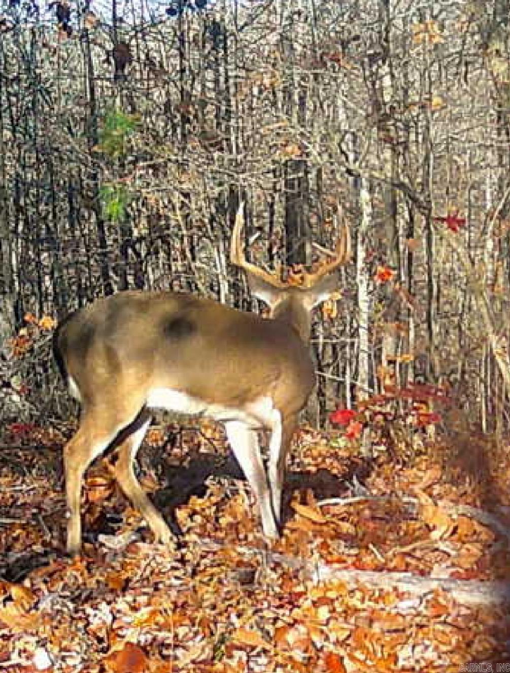 2561 Gutter RD Harriet, AR 72639