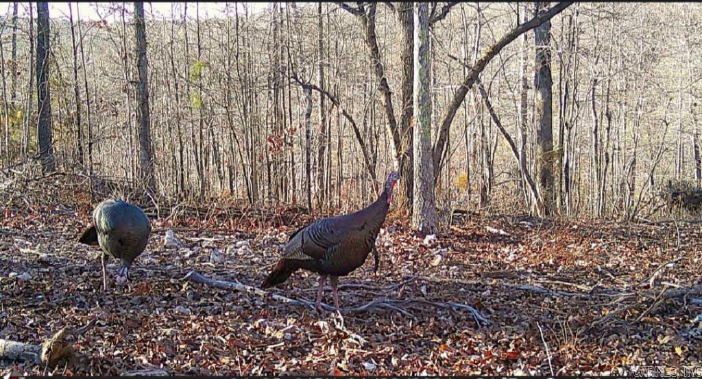 2561 Gutter RD Harriet, AR 72639