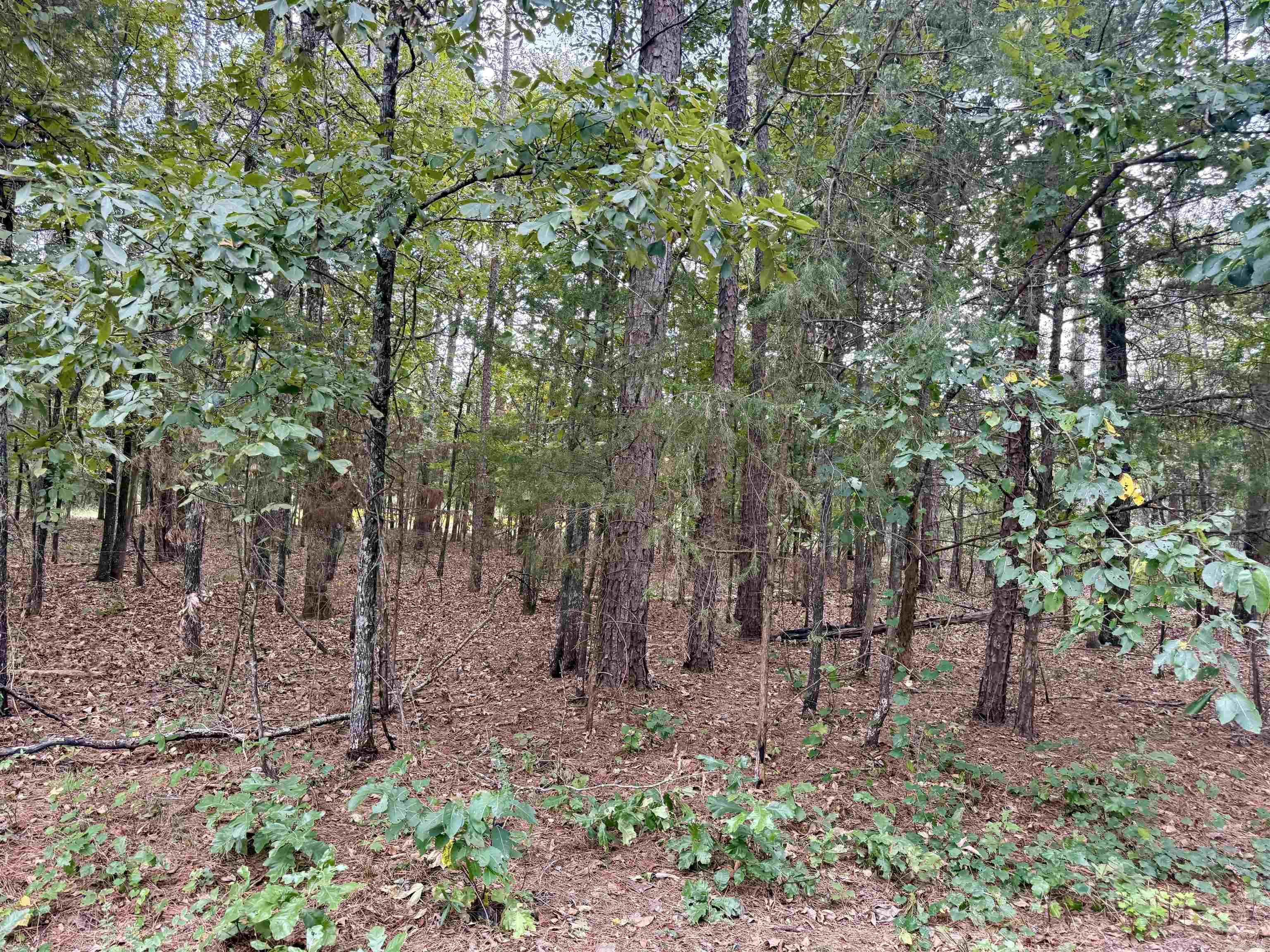 5 Ellen — photo 2