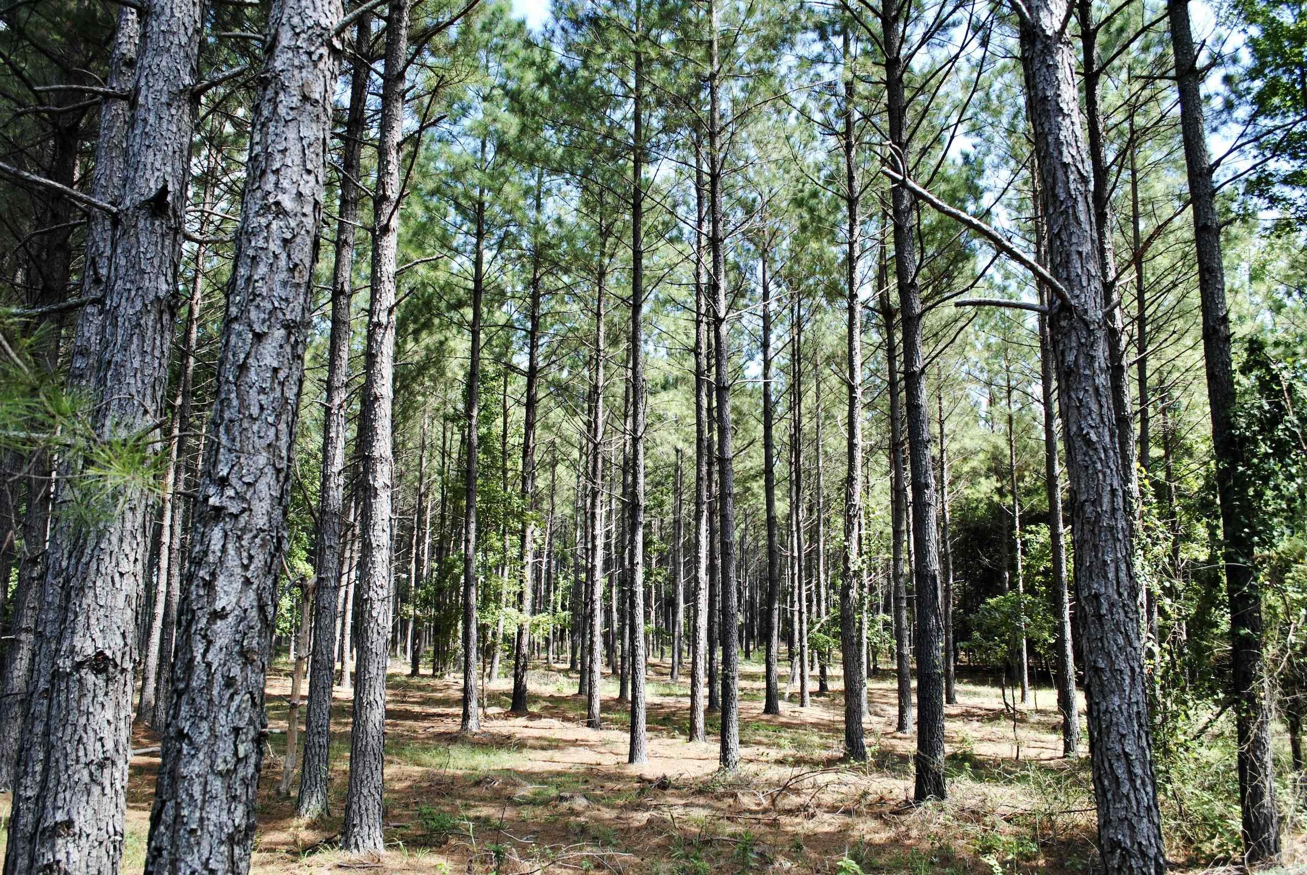 0 Sweet Gum Hollow Road — photo 5