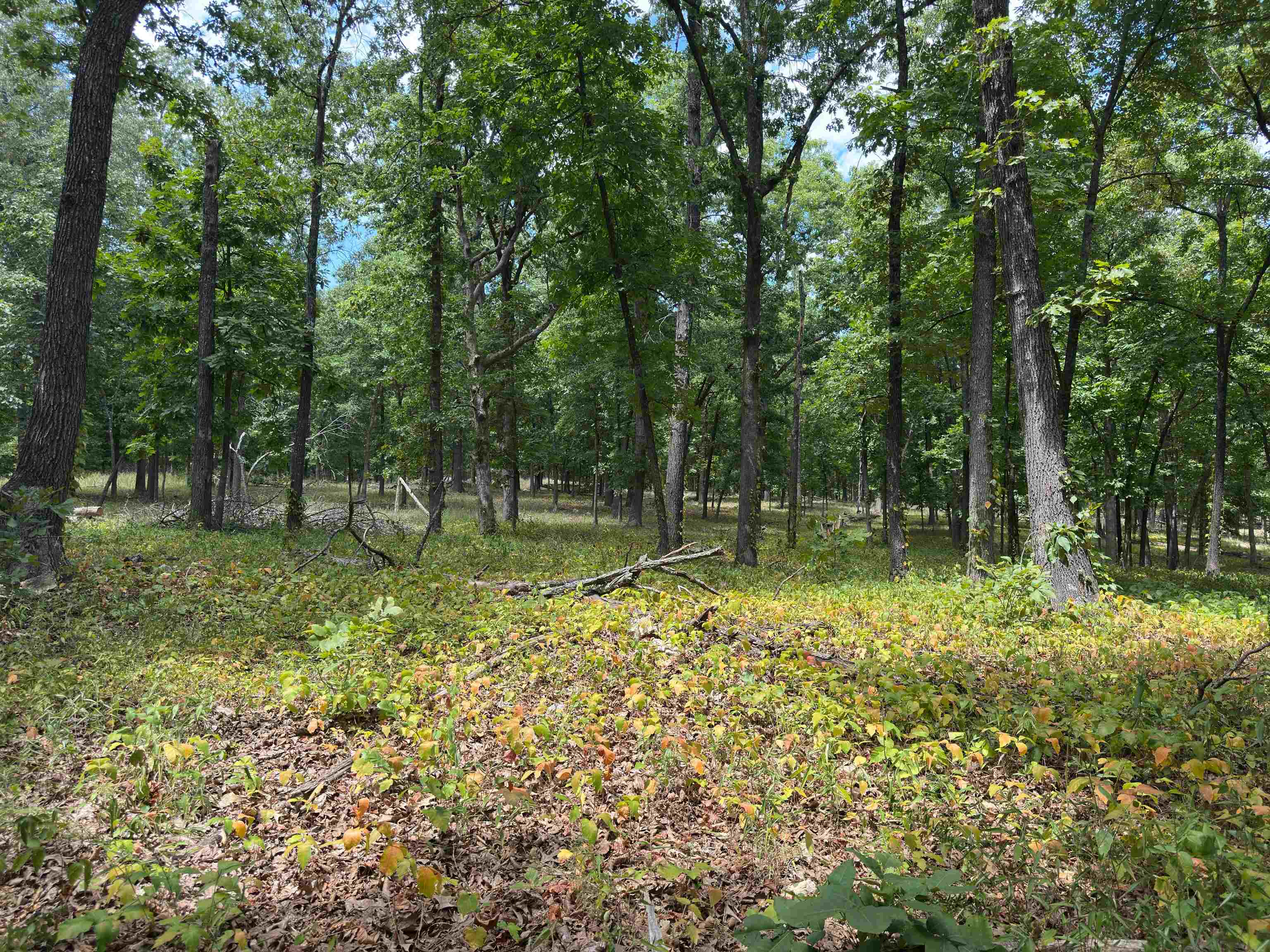 83 Buckboard Drive  Williford, AR