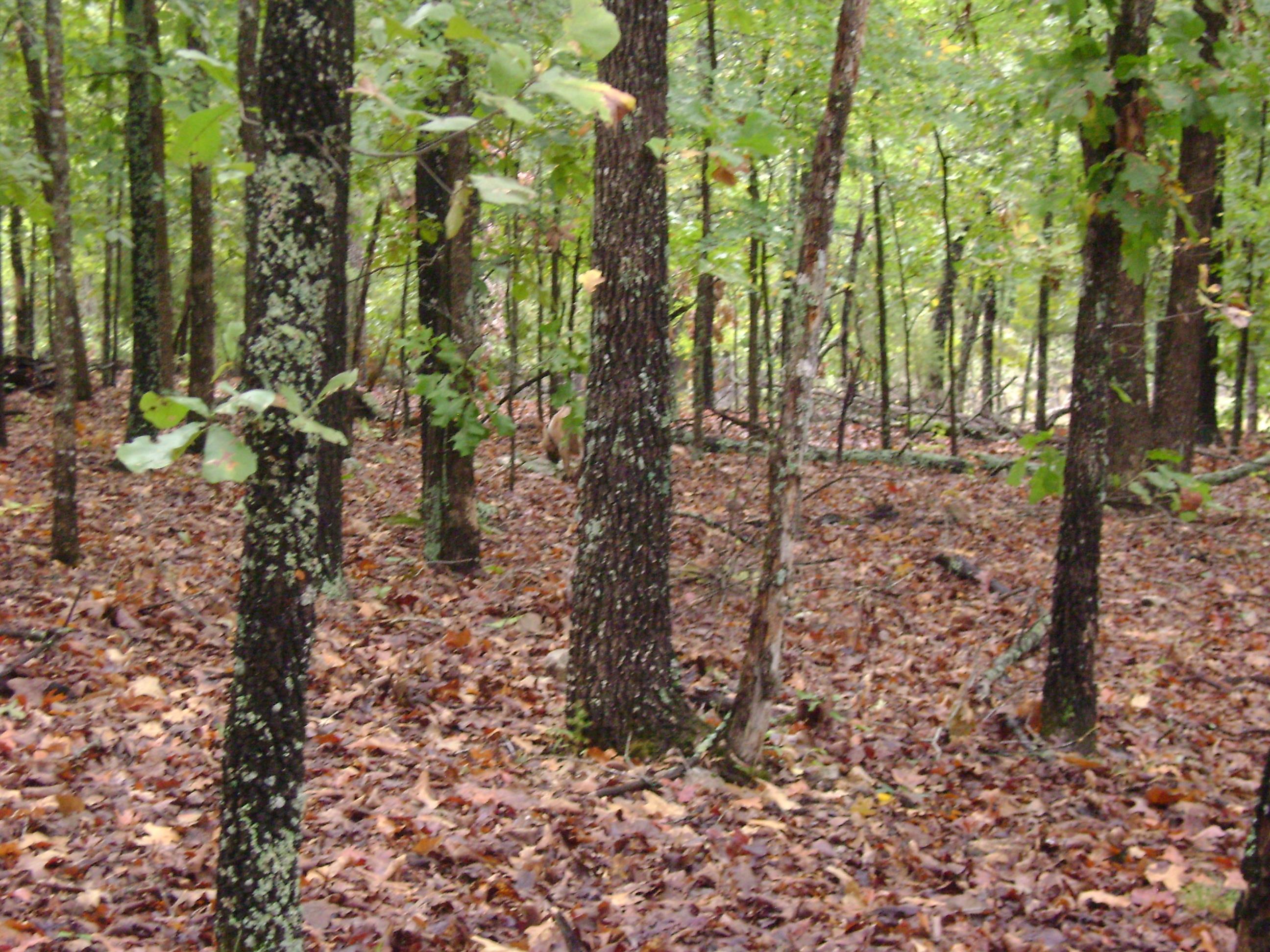 XX Marquette  Ash Flat, AR