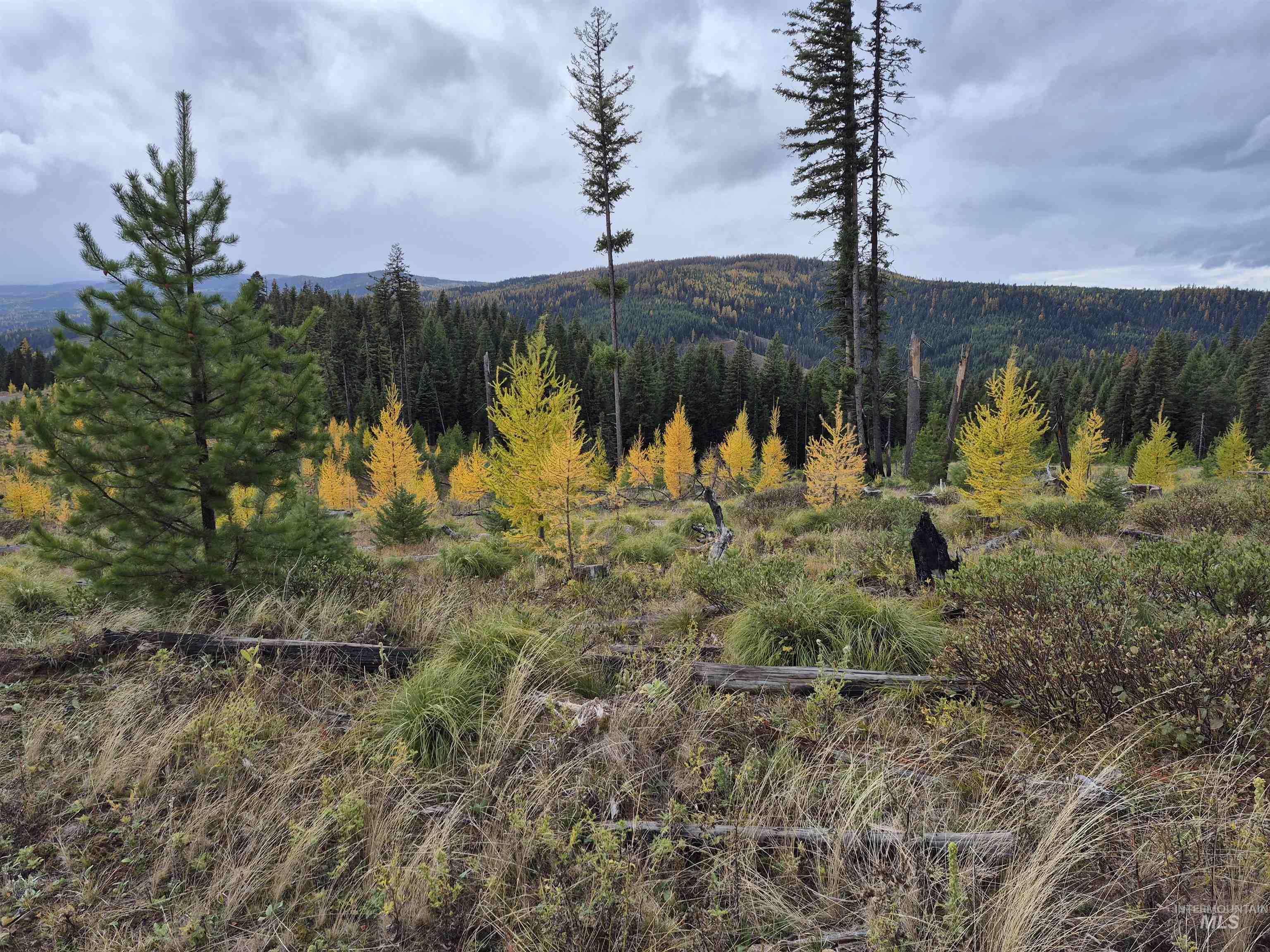 TBD French Gulch Rd Parcel #2, Elk City, Idaho 83525, Residential For Sale, Price $229,000,MLS 98885127