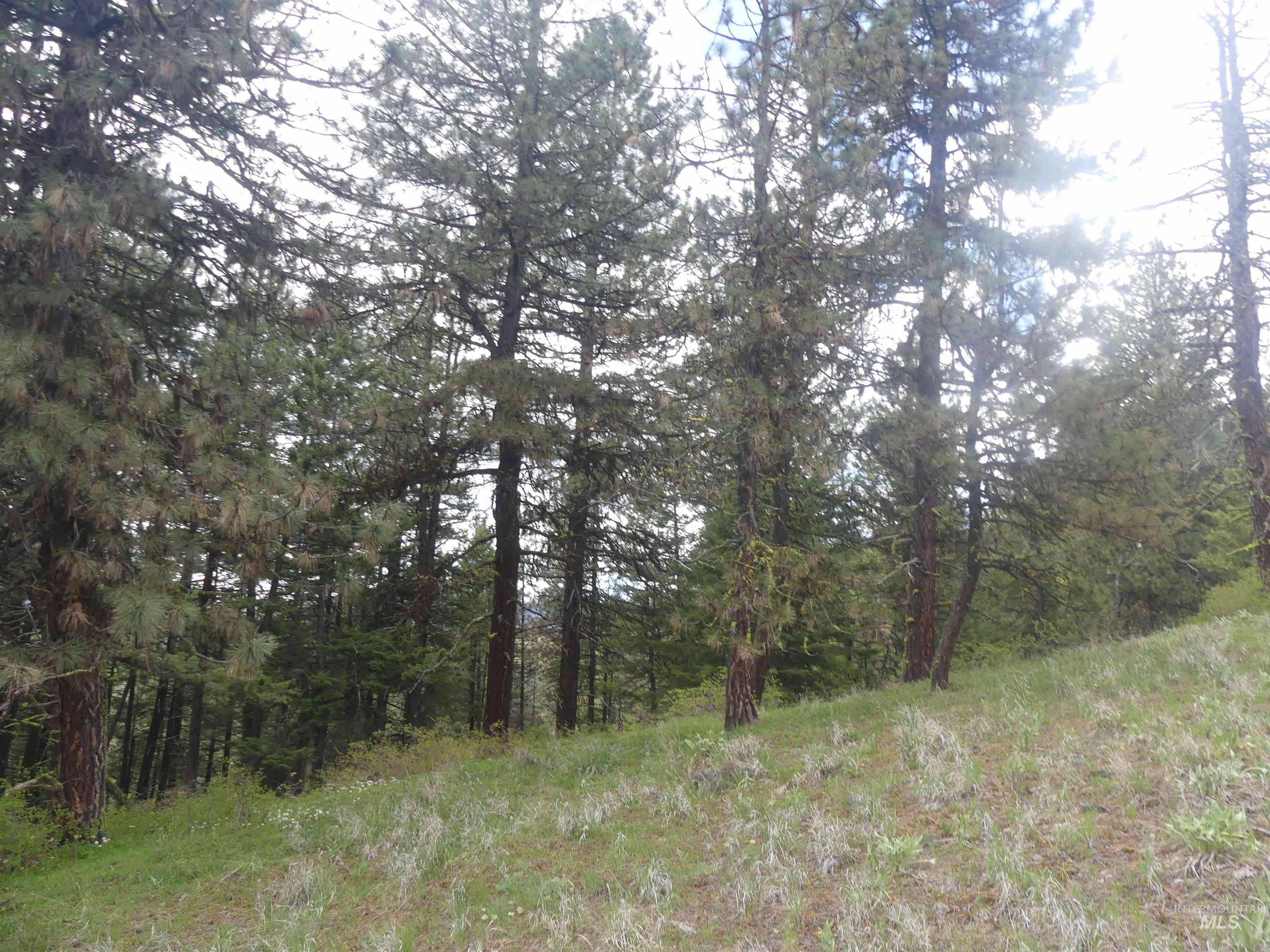 000 Hansen Ridge Road, Anatone, Washington 99401, Land For Sale, Price $350,000, 98910830