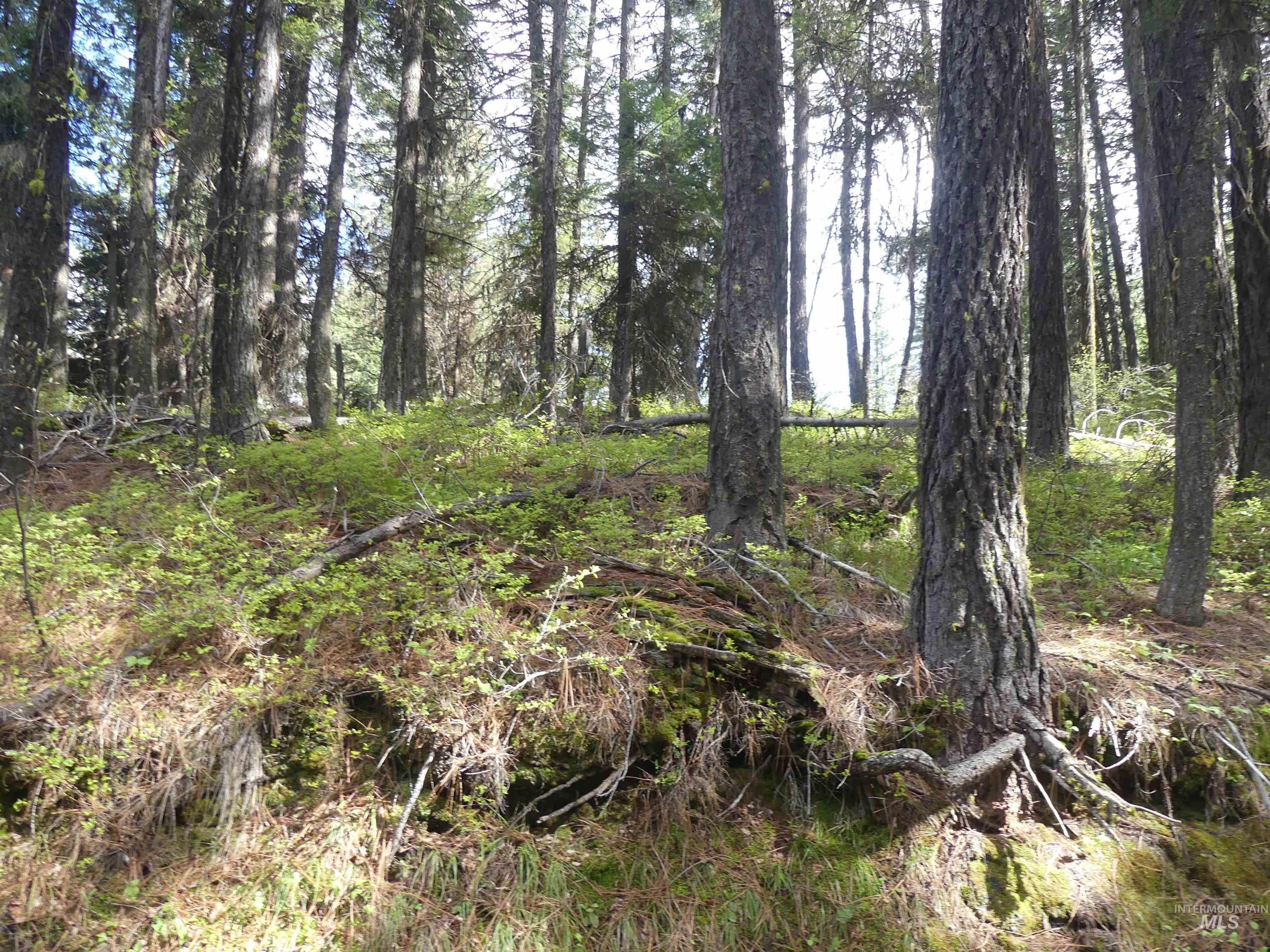 000 Hansen Ridge Road, Anatone, Washington 99401, Land For Sale, Price $350,000, 98910830