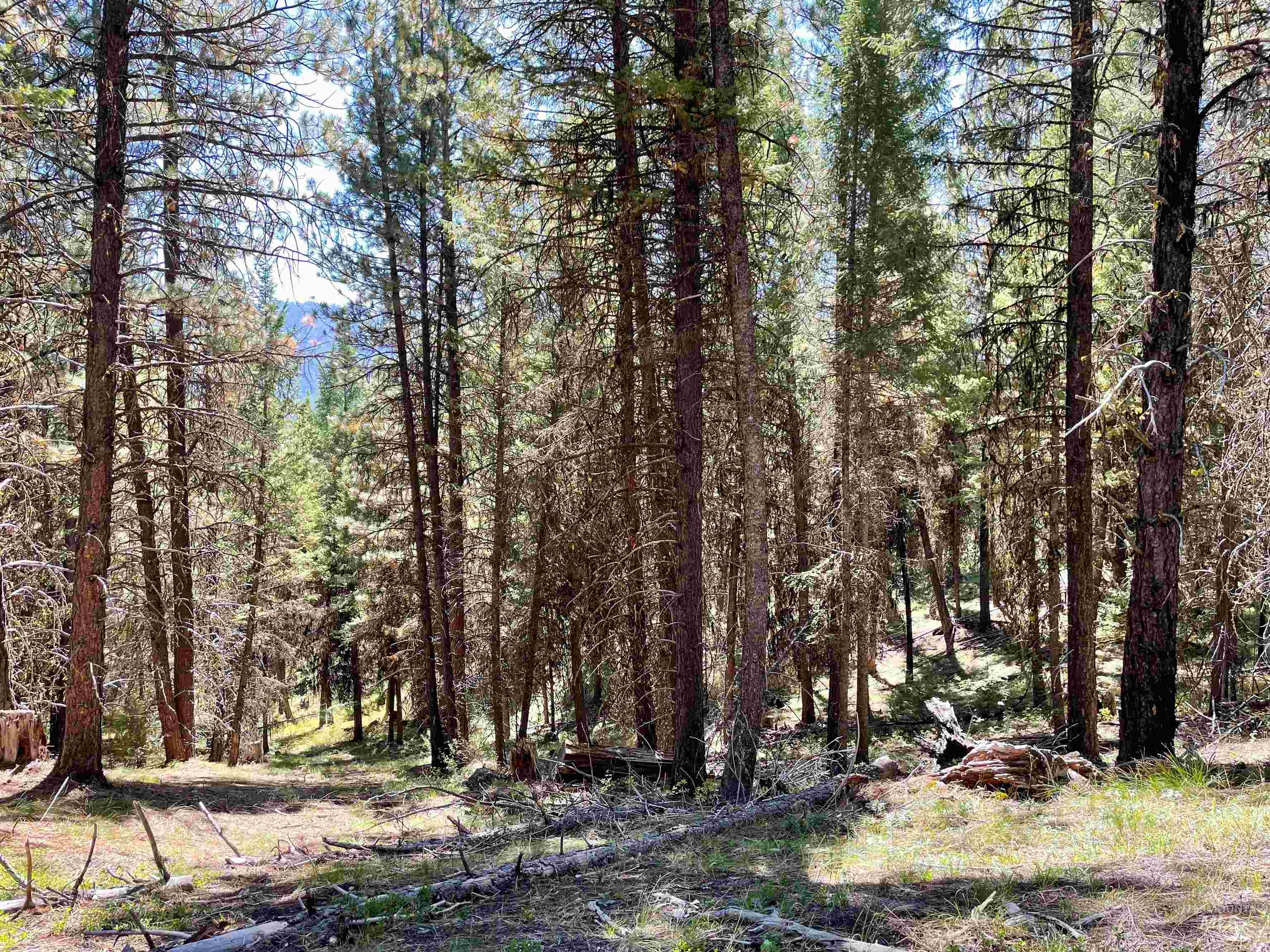 TBD 1-2 Horesthief Road, Cascade, Idaho 83611, Land For Sale, Price $342,335,MLS 98912396