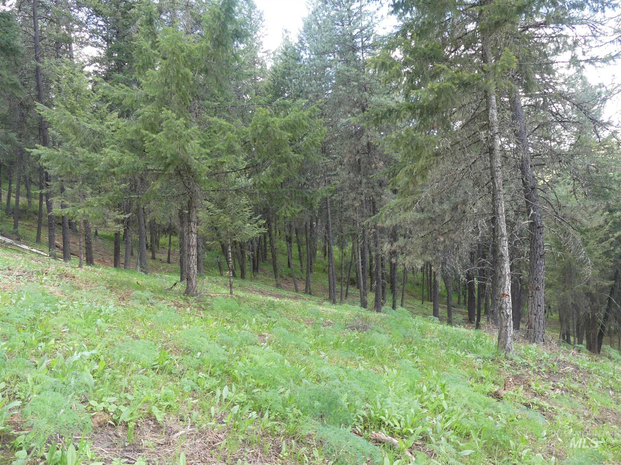 22743 Old Melrose Grade, Peck, Idaho 83545, Land For Sale, Price $200,000,MLS 98915395