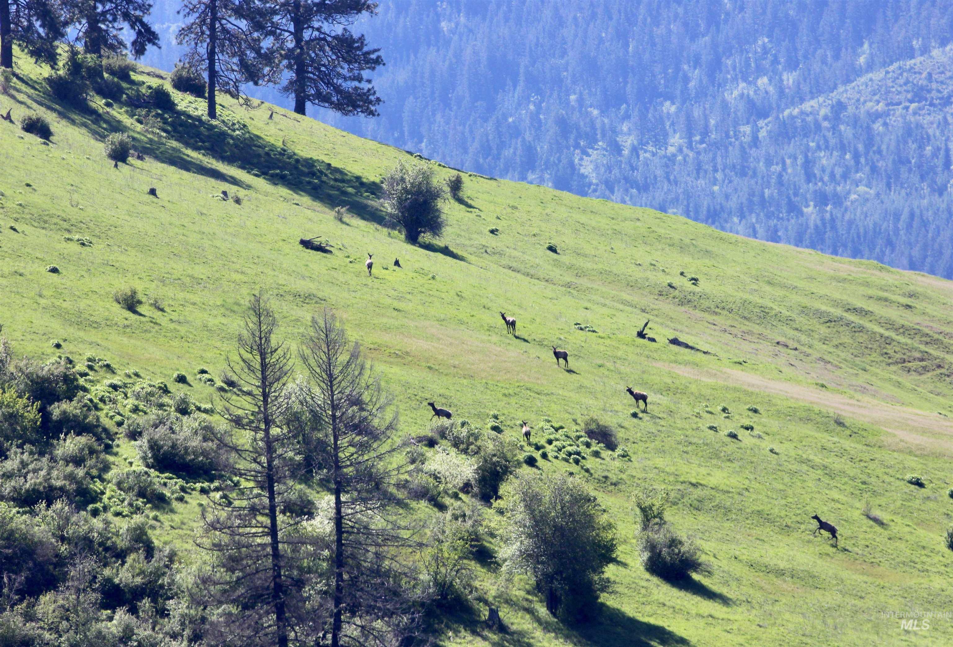 151 151 Ranta Rd, Kooskia, Idaho 83539, 4 Bedrooms, 5 Bathrooms, Farm & Ranch For Sale, Price $7,400,000,MLS 98915858