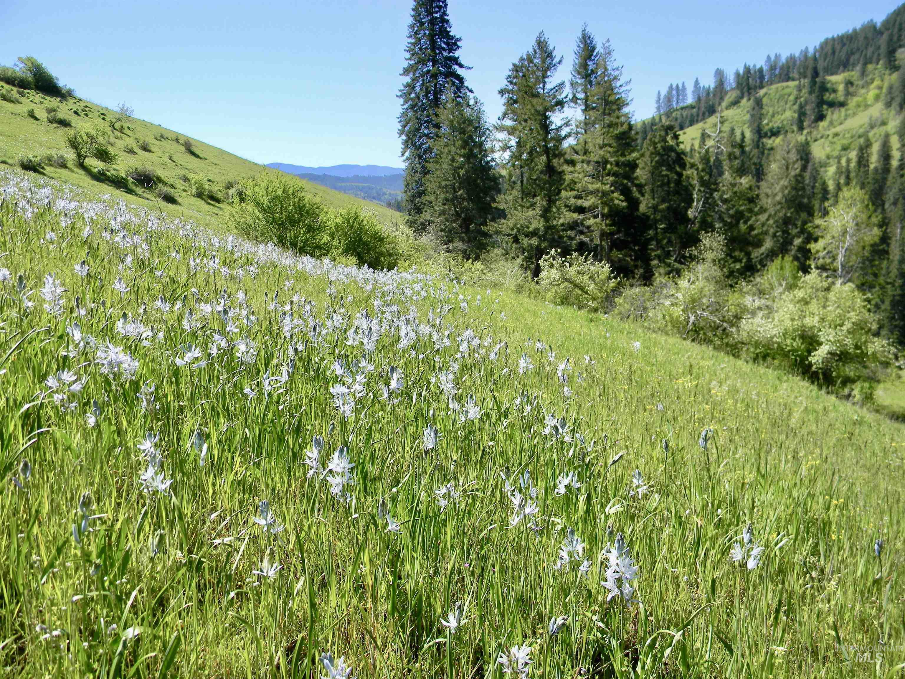 151 151 Ranta Rd, Kooskia, Idaho 83539, 4 Bedrooms, 5 Bathrooms, Farm & Ranch For Sale, Price $7,400,000,MLS 98915858