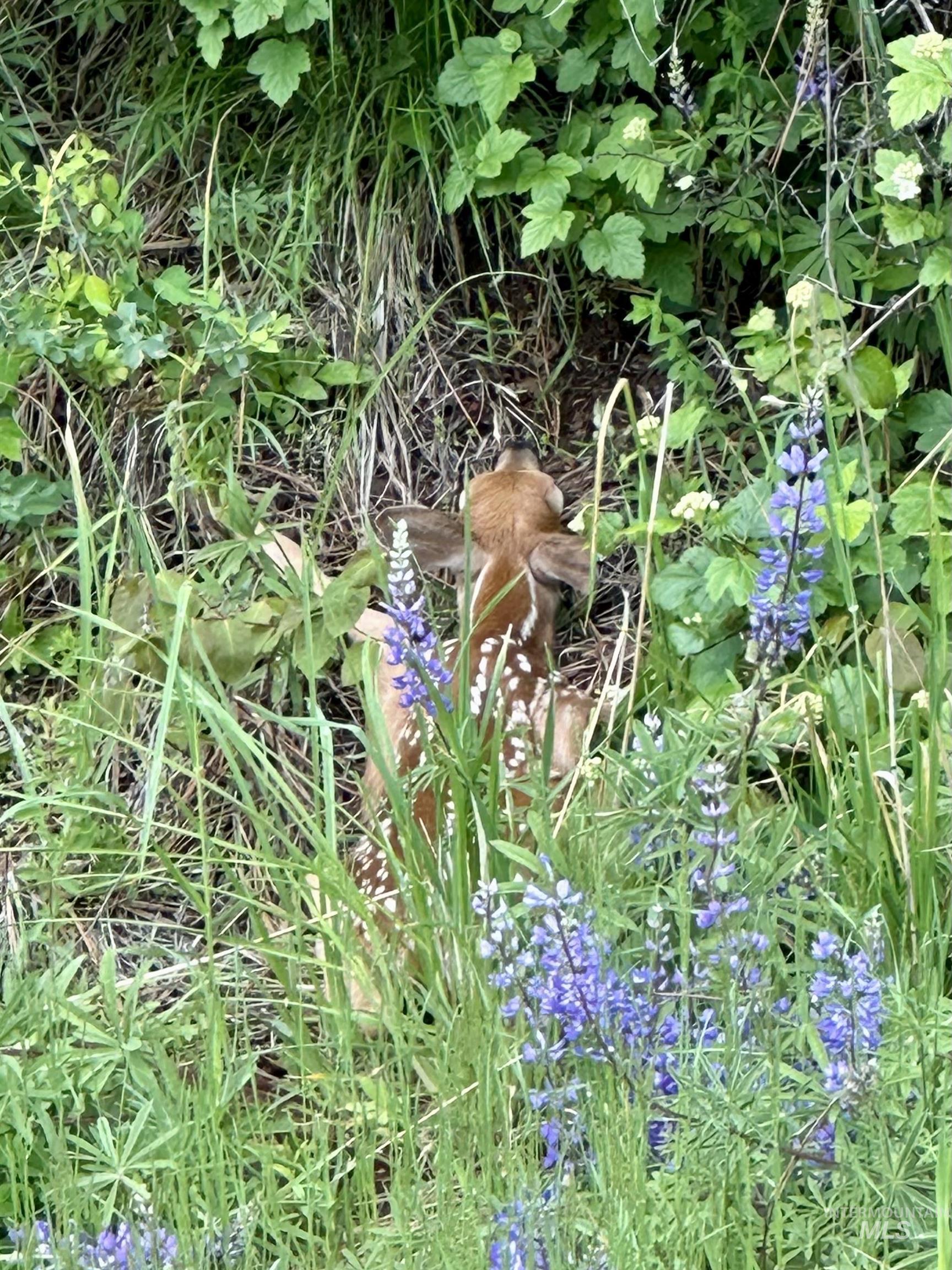151 151 Ranta Rd, Kooskia, Idaho 83539, 4 Bedrooms, 5 Bathrooms, Farm & Ranch For Sale, Price $7,400,000,MLS 98915858
