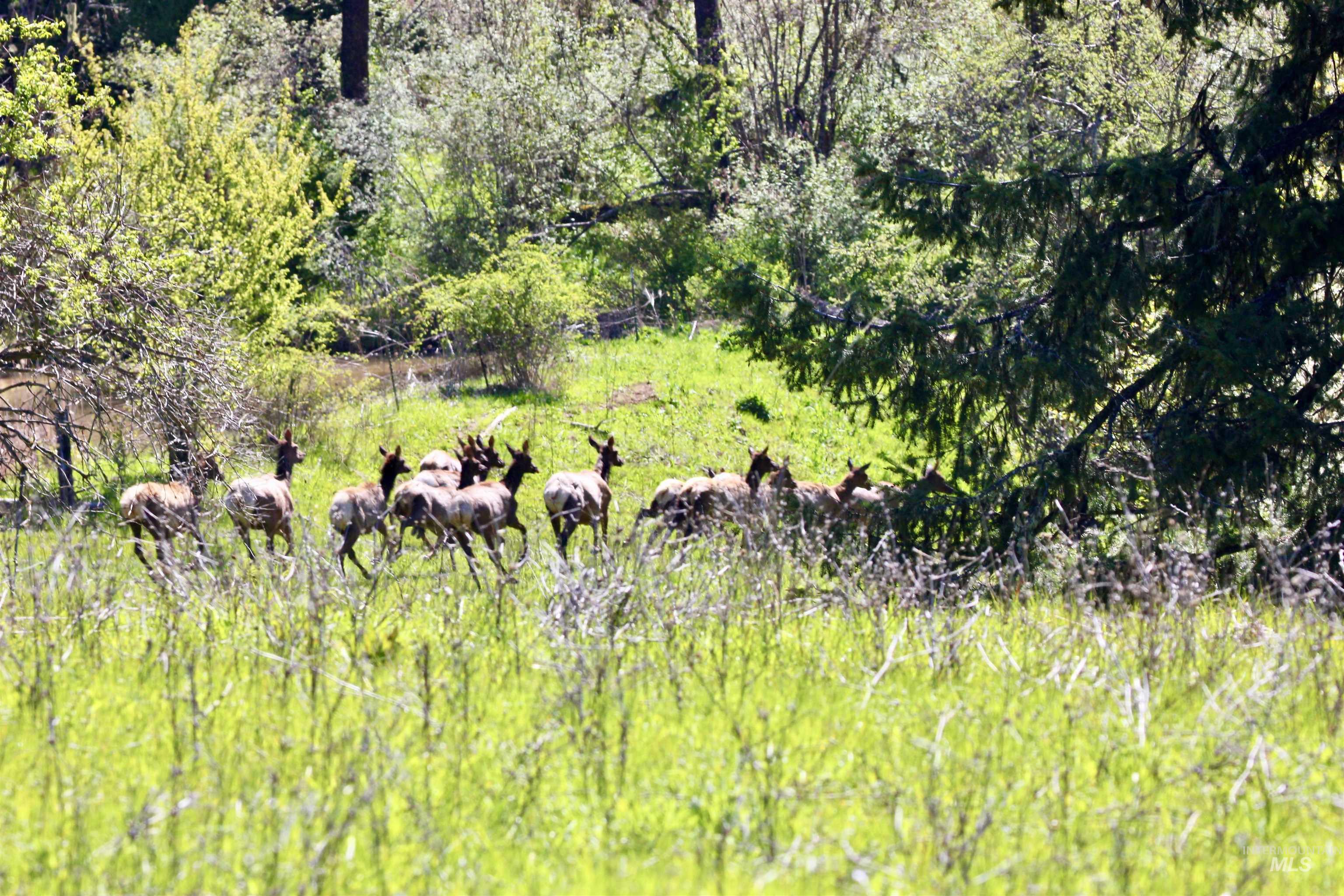 151 151 Ranta Rd, Kooskia, Idaho 83539, 4 Bedrooms, 5 Bathrooms, Farm & Ranch For Sale, Price $7,400,000,MLS 98915858