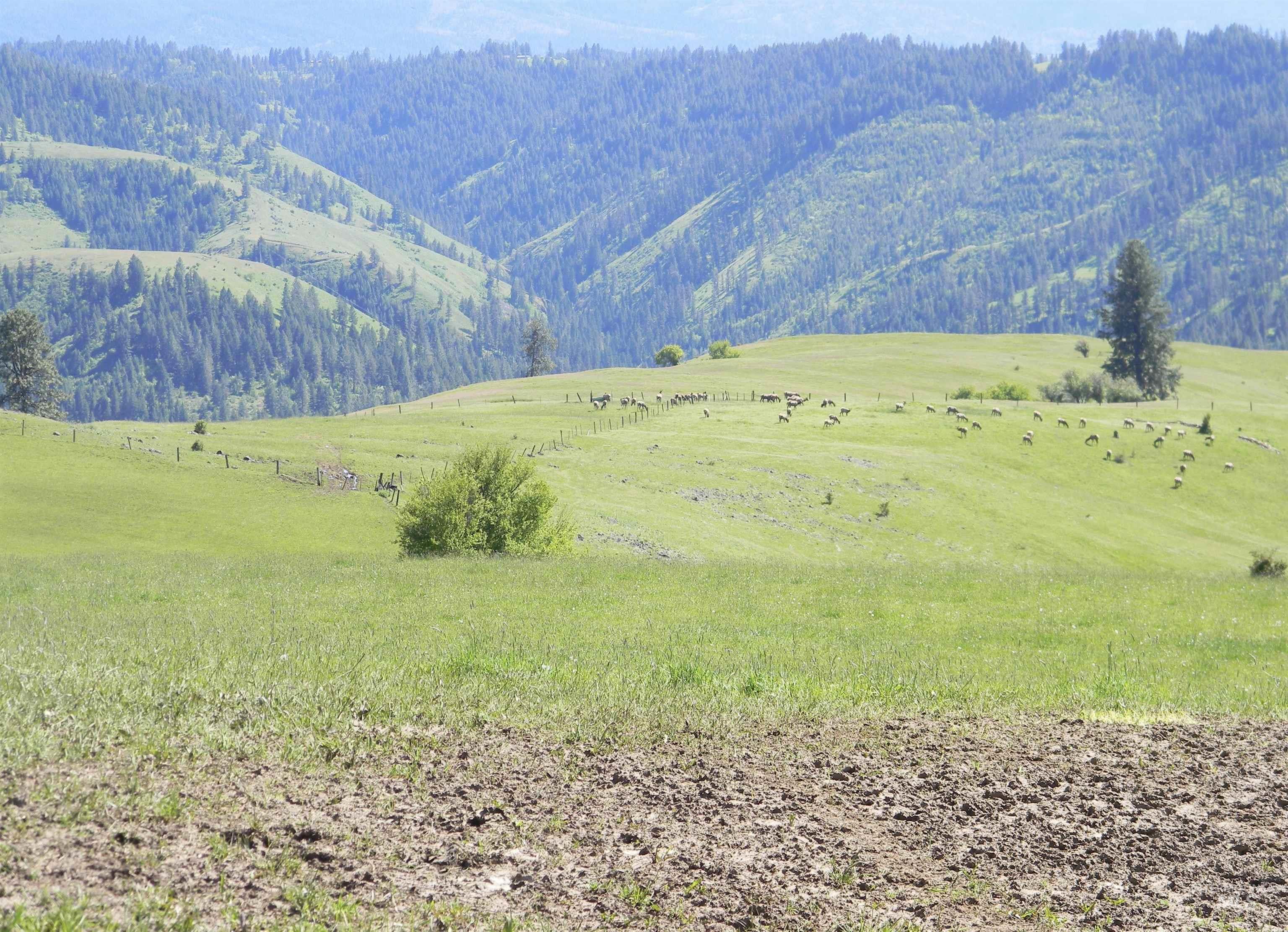 151 151 Ranta Rd, Kooskia, Idaho 83539, 4 Bedrooms, 5 Bathrooms, Farm & Ranch For Sale, Price $7,400,000,MLS 98915858