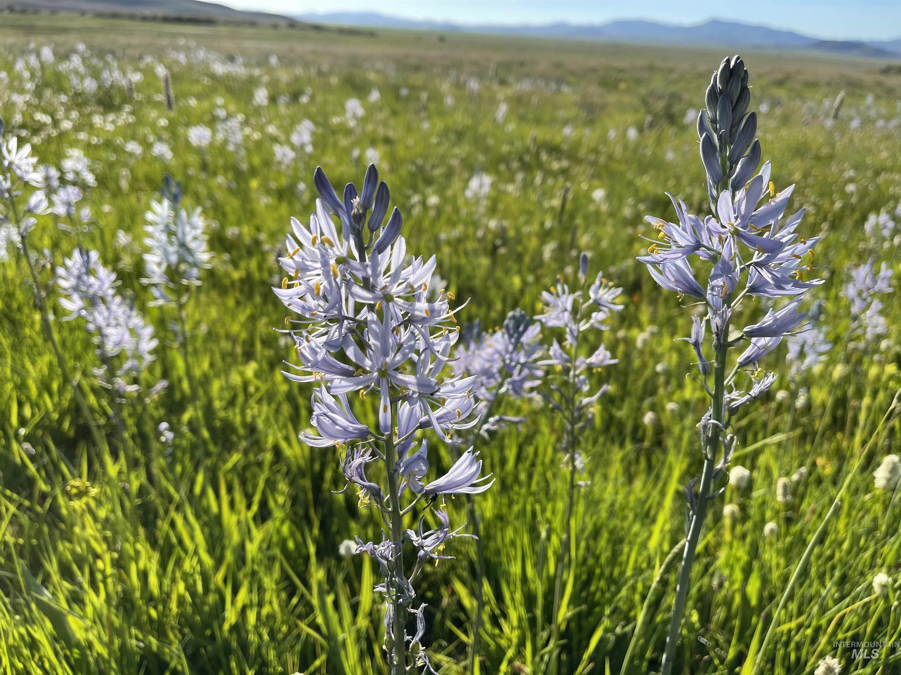 Monument Gulch 320, Fairfield, Idaho 83327, Land For Sale, Price $1,400,000, 98916793