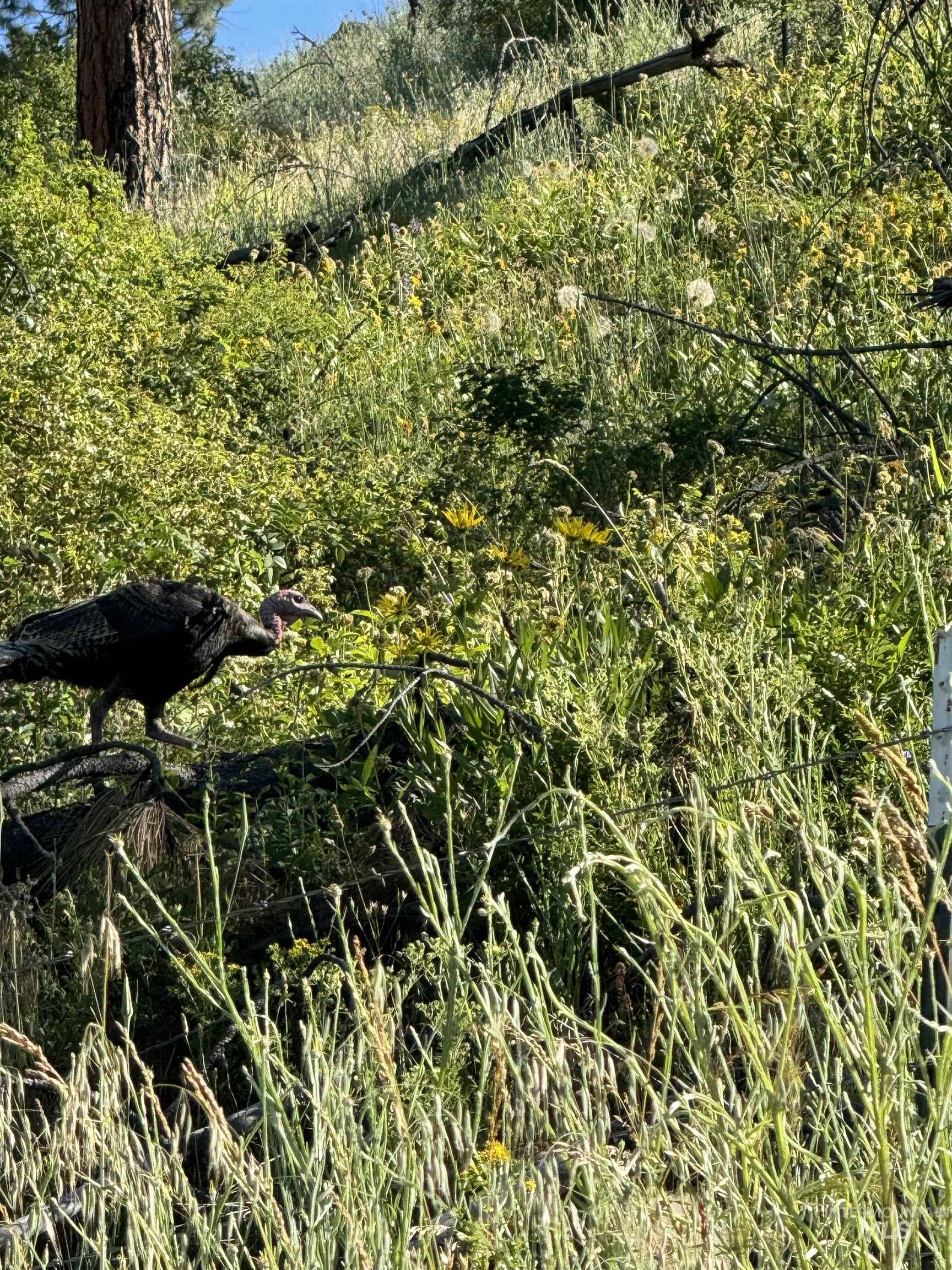 TBD Lot #3 Beaverslide Rd, Kamiah, Idaho 83536, Land For Sale, Price $175,000,MLS 98920321