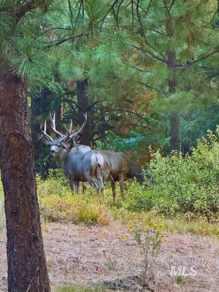 62924 Wolf Creek Ln, North Powder, Oregon 97867, 5 Bedrooms, 4 Bathrooms, Farm & Ranch For Sale, Price $4,700,000,MLS 98925704