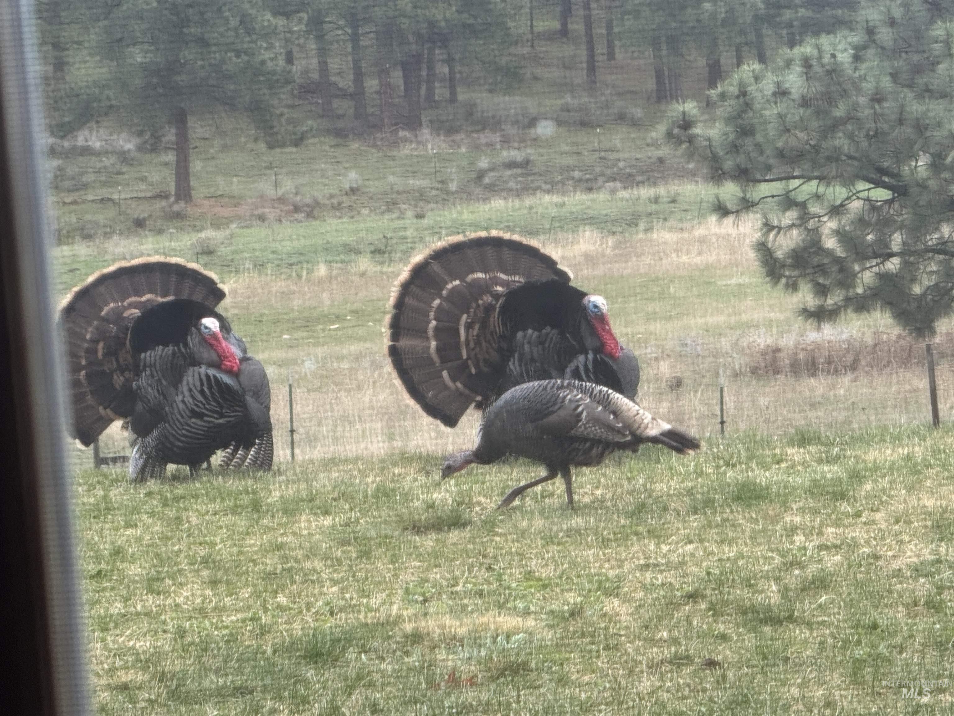 62924 Wolf Creek Ln, North Powder, Oregon 97867, 5 Bedrooms, 4 Bathrooms, Farm & Ranch For Sale, Price $4,700,000,MLS 98925704