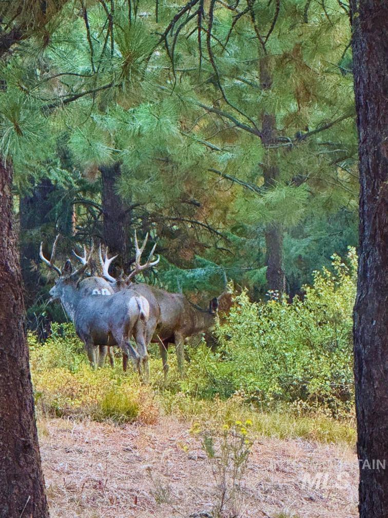 62924 Wolf Creek Ln, North Powder, Oregon 97867, 5 Bedrooms, 4 Bathrooms, Farm & Ranch For Sale, Price $4,700,000,MLS 98925704