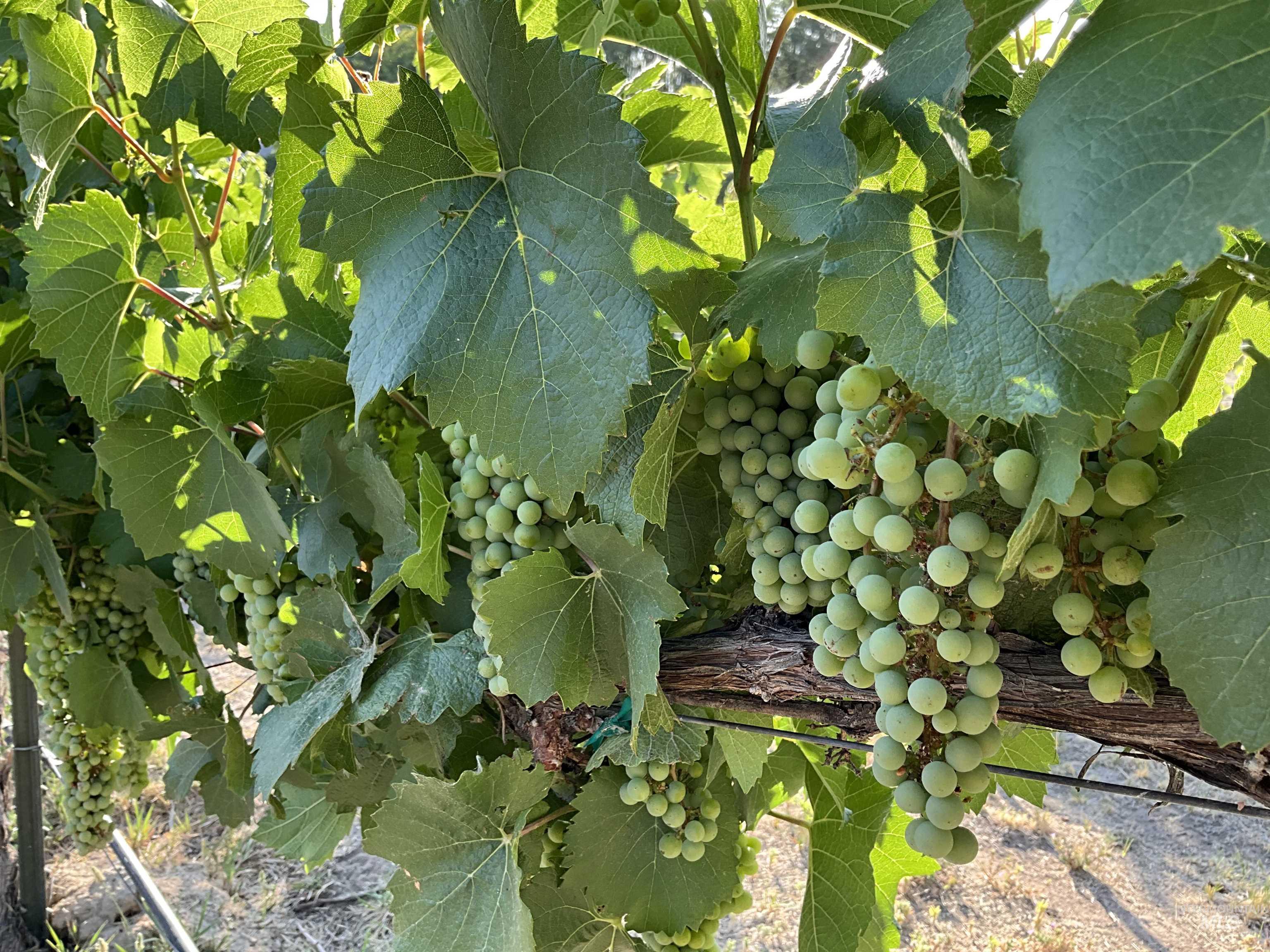 4778 River Road, Buhl, Idaho 83316, 2 Bedrooms, 1 Bathroom, Residential For Sale, Price $1,350,000, 98931714