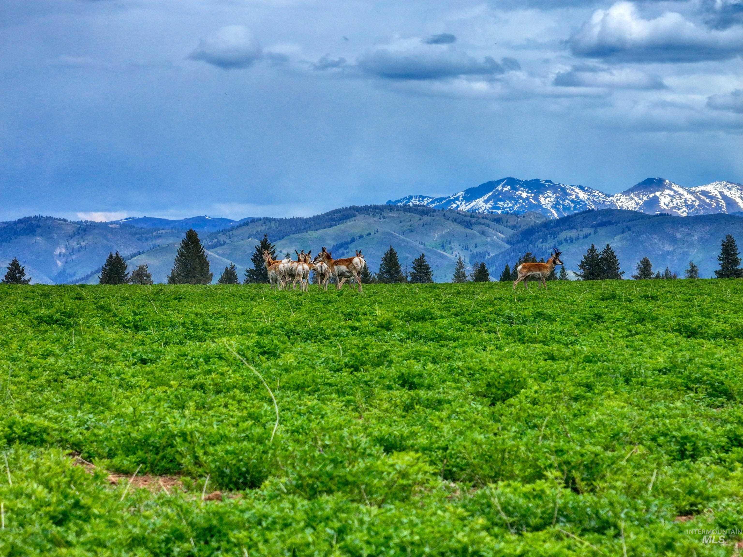 NE Little Camas Reservoir Road, Mountain Home, Idaho 83647, 3 Bedrooms, 2 Bathrooms, Farm & Ranch For Sale, Price $22,500,000, 98931946