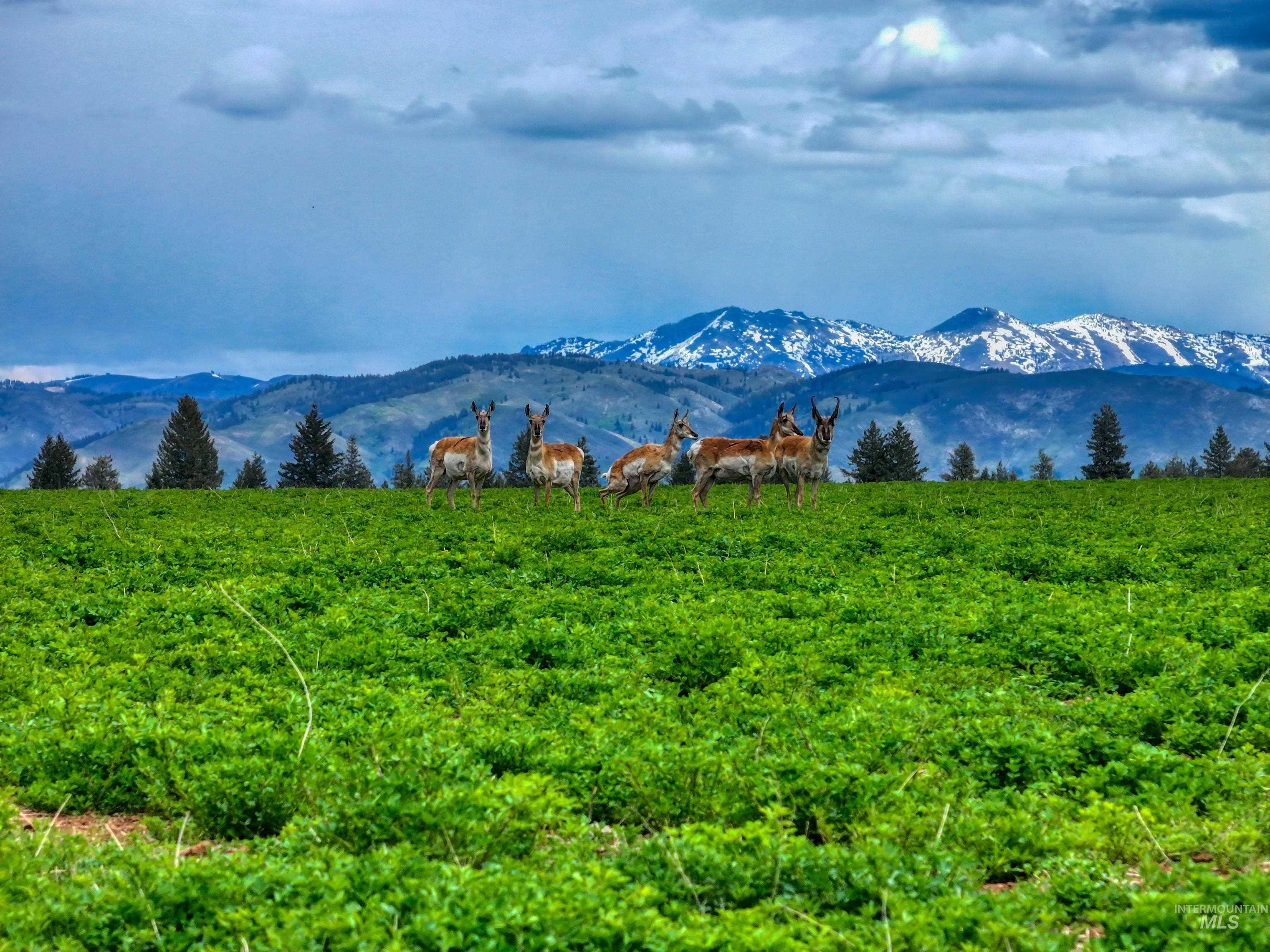 NE Little Camas Reservoir Road, Mountain Home, Idaho 83647, 3 Bedrooms, 2 Bathrooms, Farm & Ranch For Sale, Price $22,500,000, 98931946