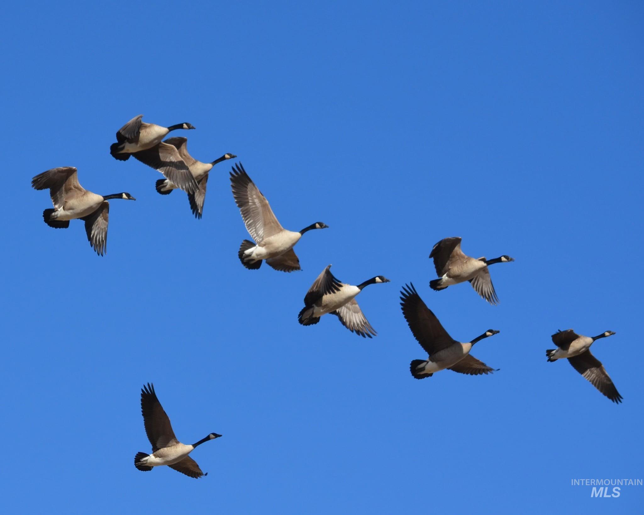 2117 Weiser River Road, Weiser, Idaho 83672, 3 Bedrooms, 1.5 Bathrooms, Farm & Ranch For Sale, Price $3,375,000,MLS 98939019