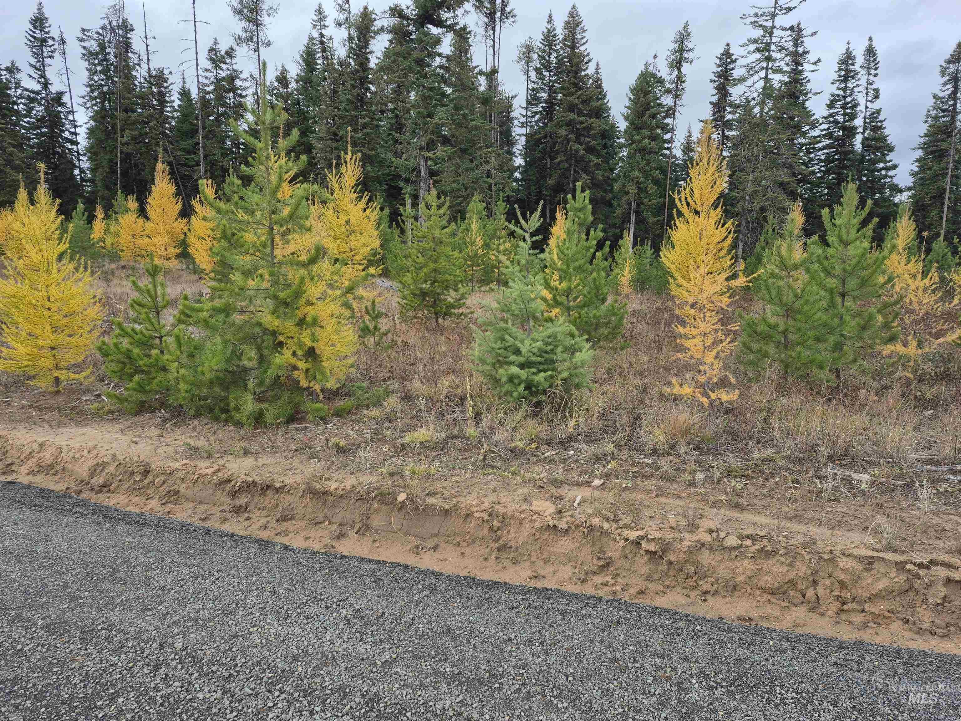 TBD French Gulch Rd Parcel 2 & 3, Elk City, Idaho 83525, Residential For Sale, Price $459,000,MLS 98939908