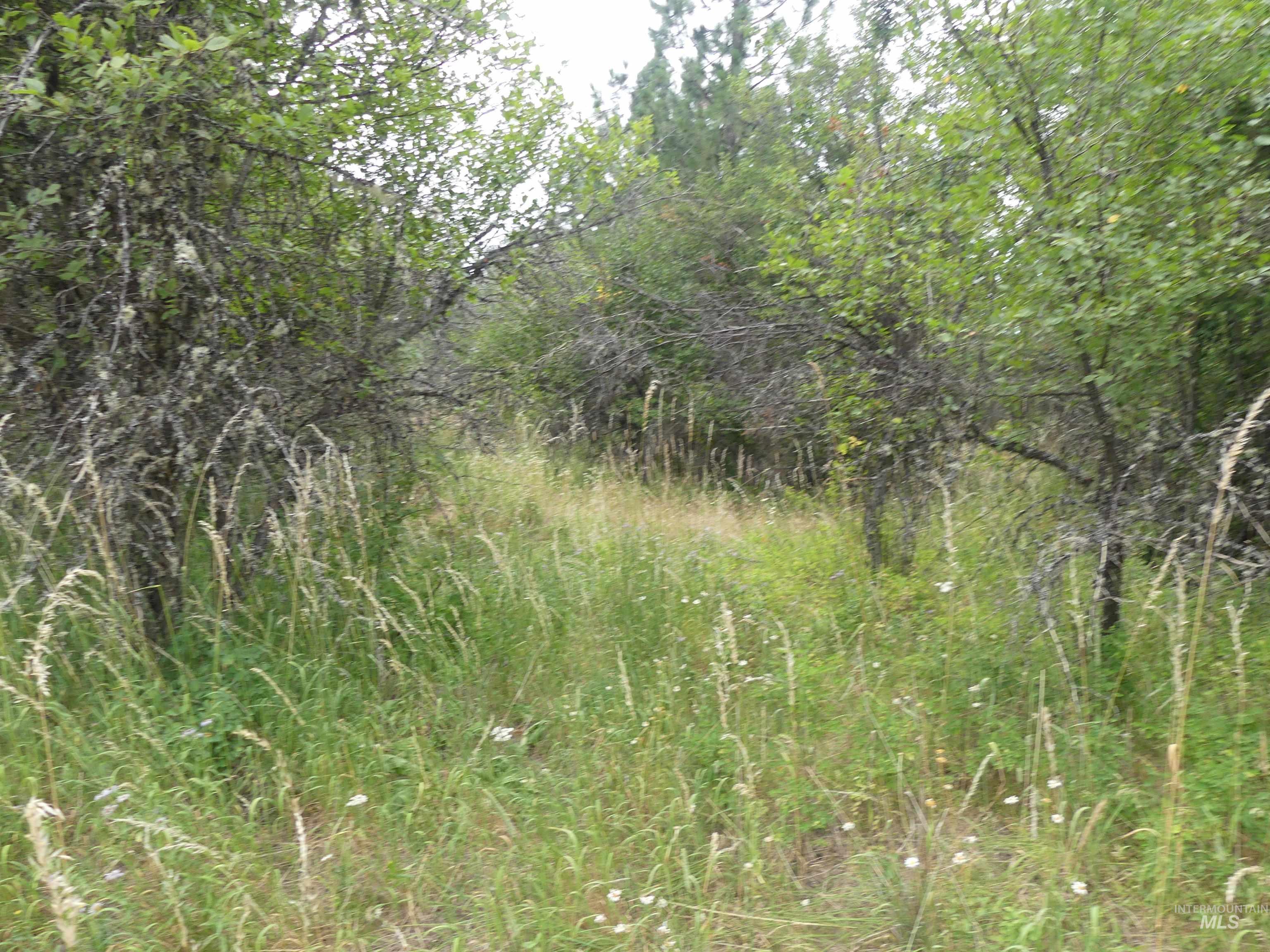 506 Devils Elbow Drive, Lenore, Idaho 83541, Land For Sale, Price $350,000, 98941221