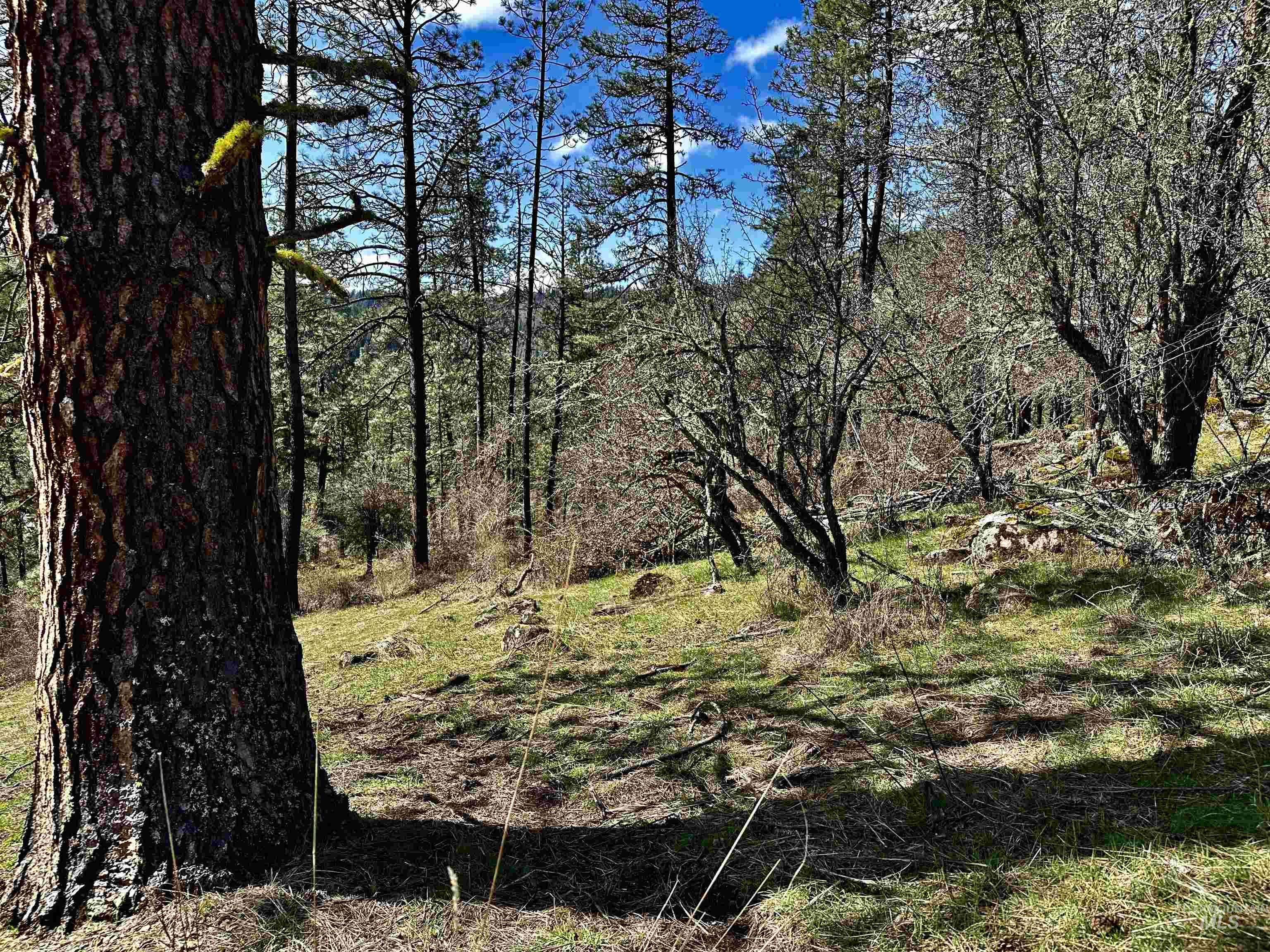 121 Ferguson Road, Harpster, Idaho 83553, Land For Sale, Price $269,900, 98941762