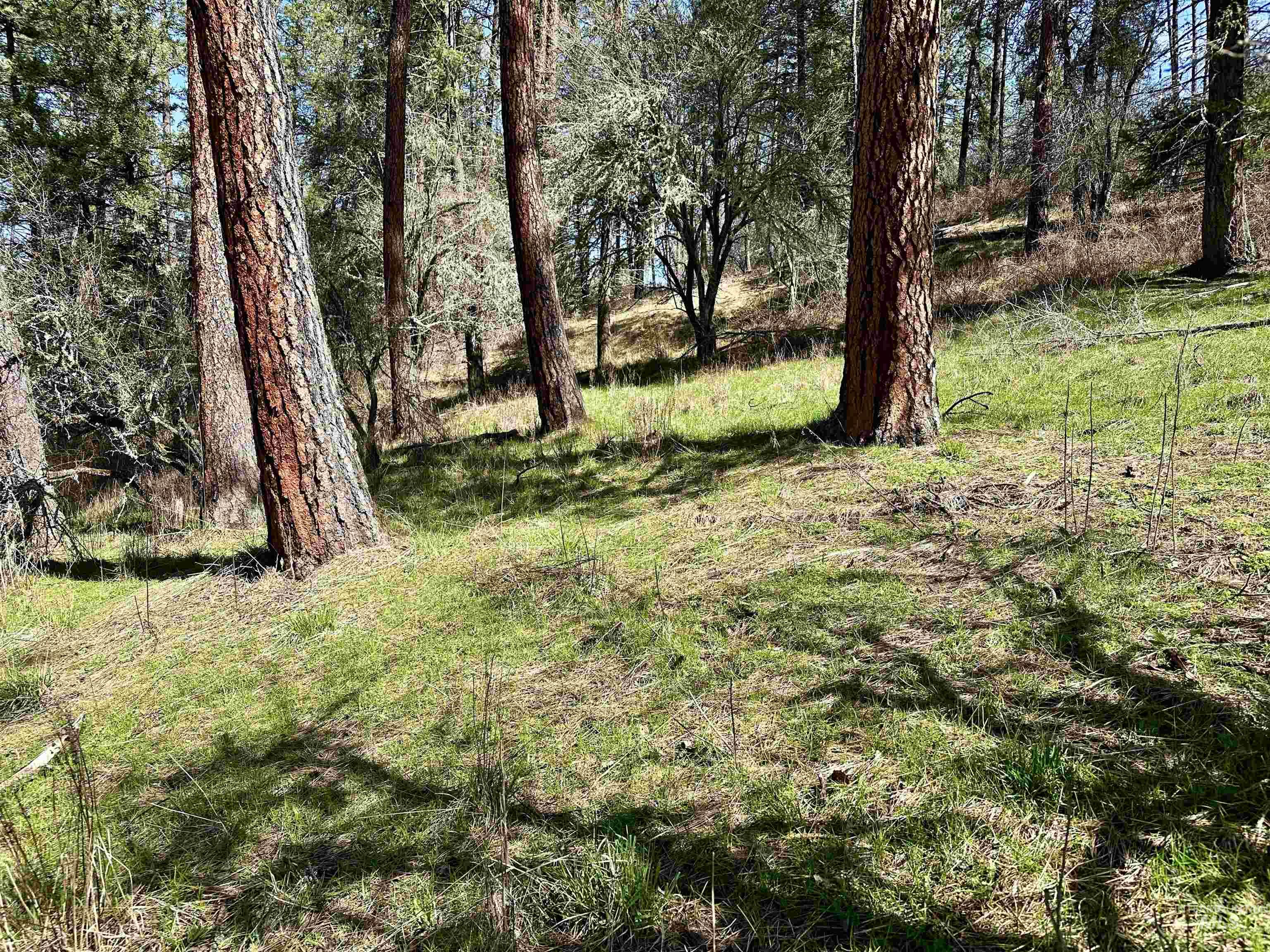 121 Ferguson Road, Harpster, Idaho 83553, Land For Sale, Price $269,900, 98941762