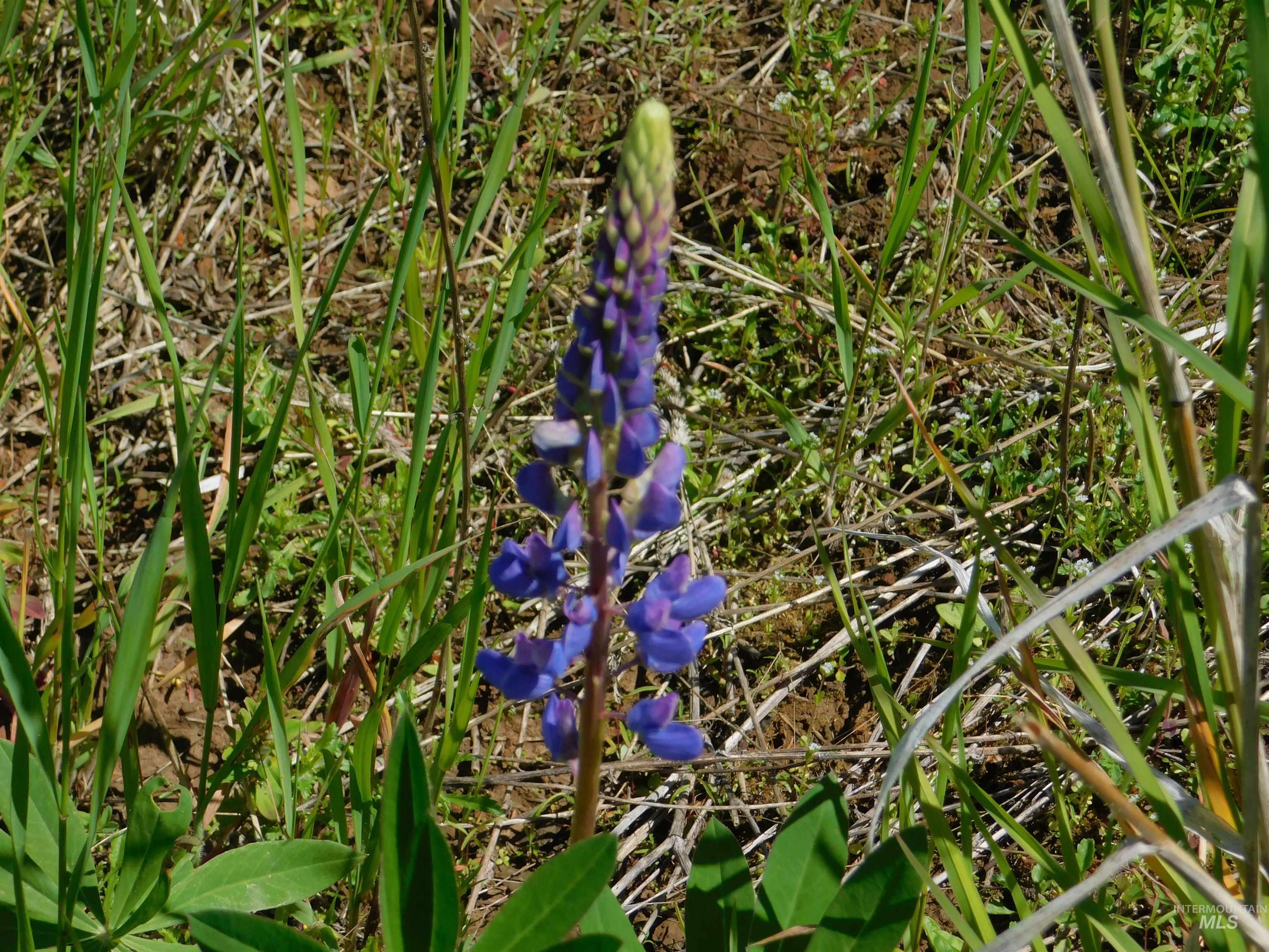 Lot 25 Shenandoah, Kamiah, Idaho 83536, Land For Sale, Price $119,900, 98942817