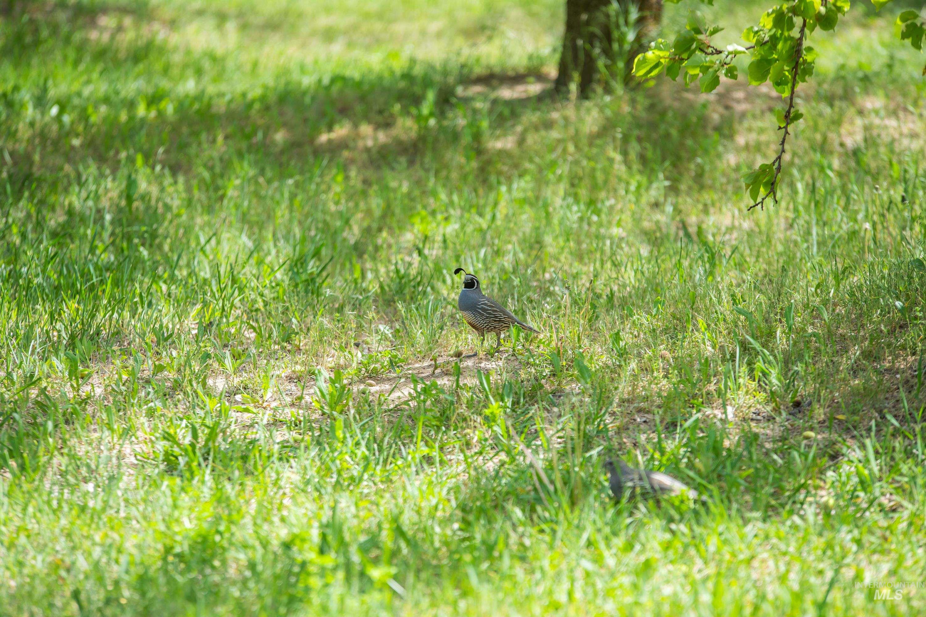 13005 Lake Shore Dr., Nampa, Idaho 83686, 3 Bedrooms, 3 Bathrooms, Residential For Sale, Price $2,650,000,MLS 98942917