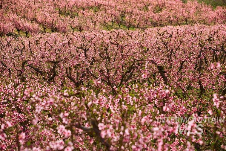 TBD Fran Lane, Wilder, Idaho 83676, Land For Sale, Price $649,900, 98945446