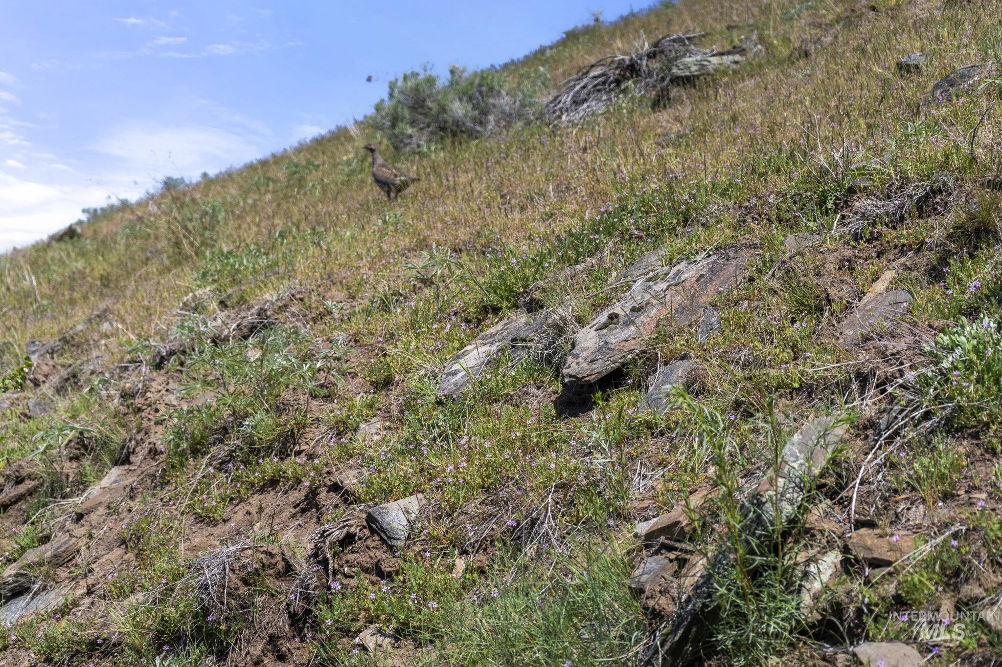 TBD Lightning Creek, Riggins, Idaho 83549, Farm & Ranch For Sale, Price $7,100,000,MLS 98946876