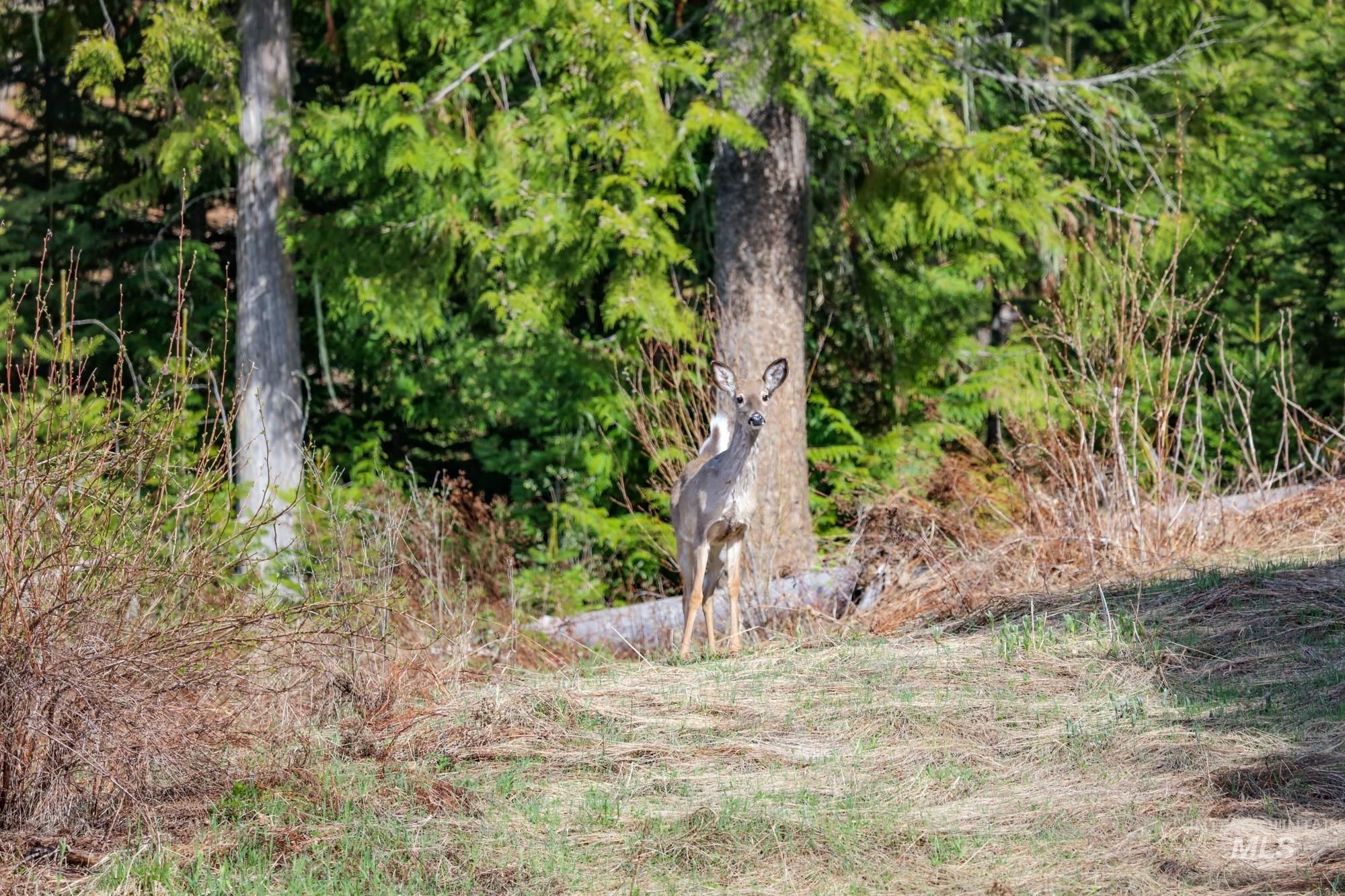 TBD Glenwood Dr, Kamiah, Idaho 83536, Farm & Ranch For Sale, Price $299,999, 98947959