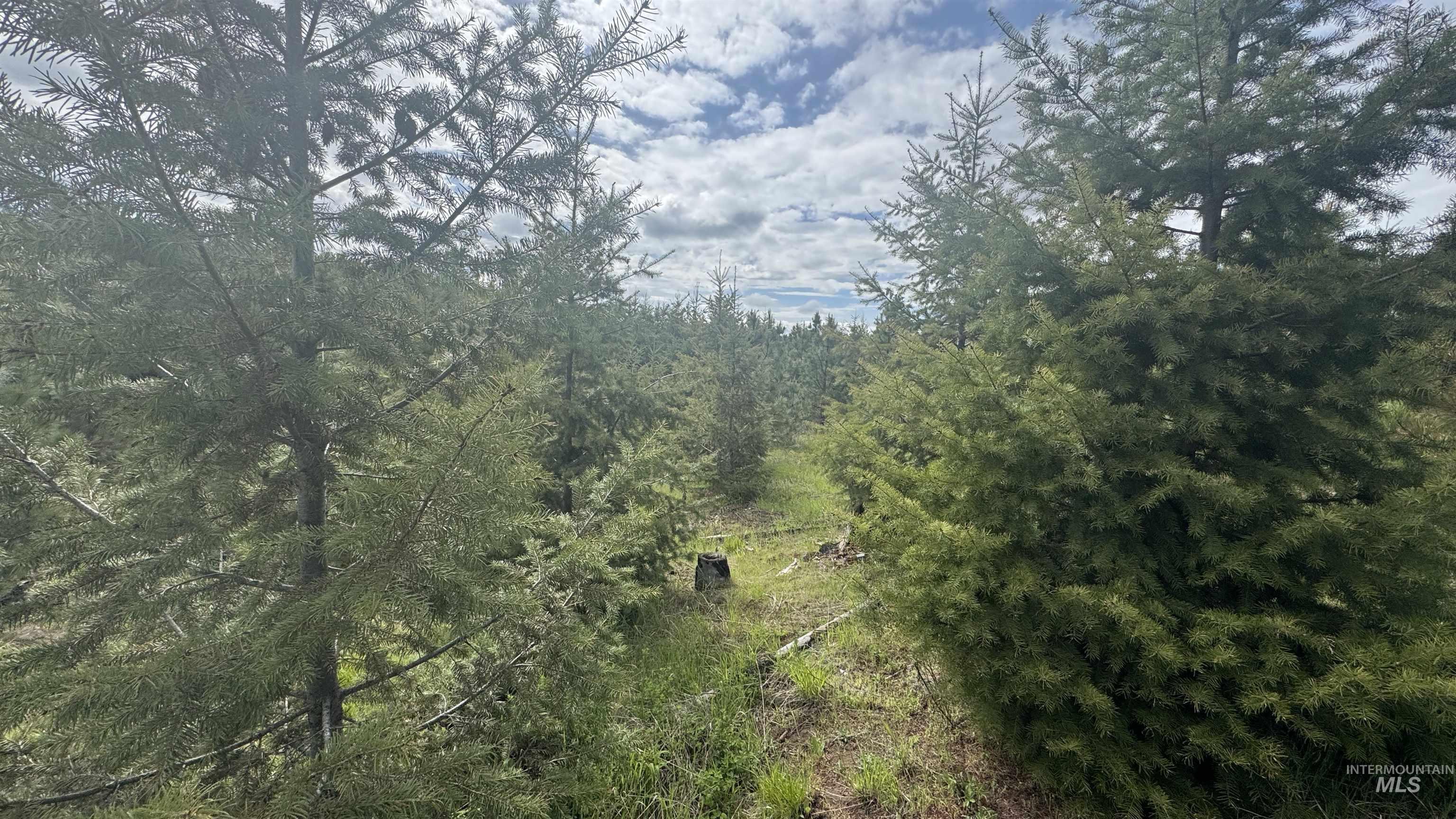 TBD Badger Ridge Dr Parcel 3, Orofino, Idaho 83544, Land For Sale, Price $213,900,MLS 98948740
