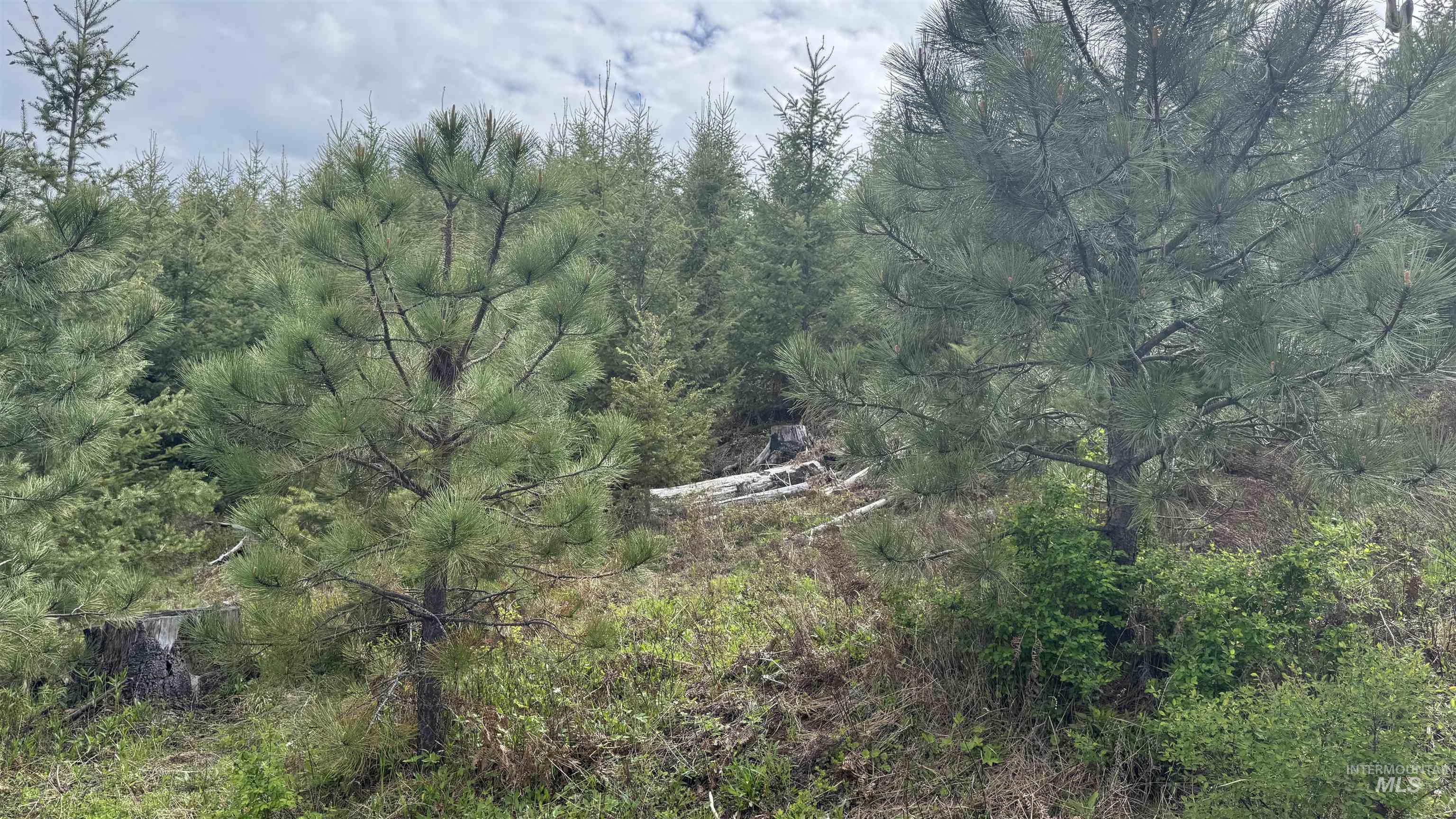 TBD Badger Ridge Dr Parcel 3, Orofino, Idaho 83544, Land For Sale, Price $213,900,MLS 98948740