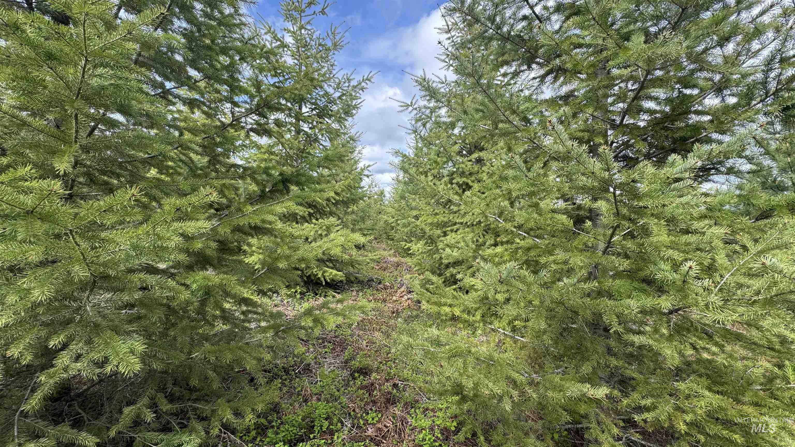 TBD Badger Ridge Dr Parcel 3, Orofino, Idaho 83544, Land For Sale, Price $213,900,MLS 98948740