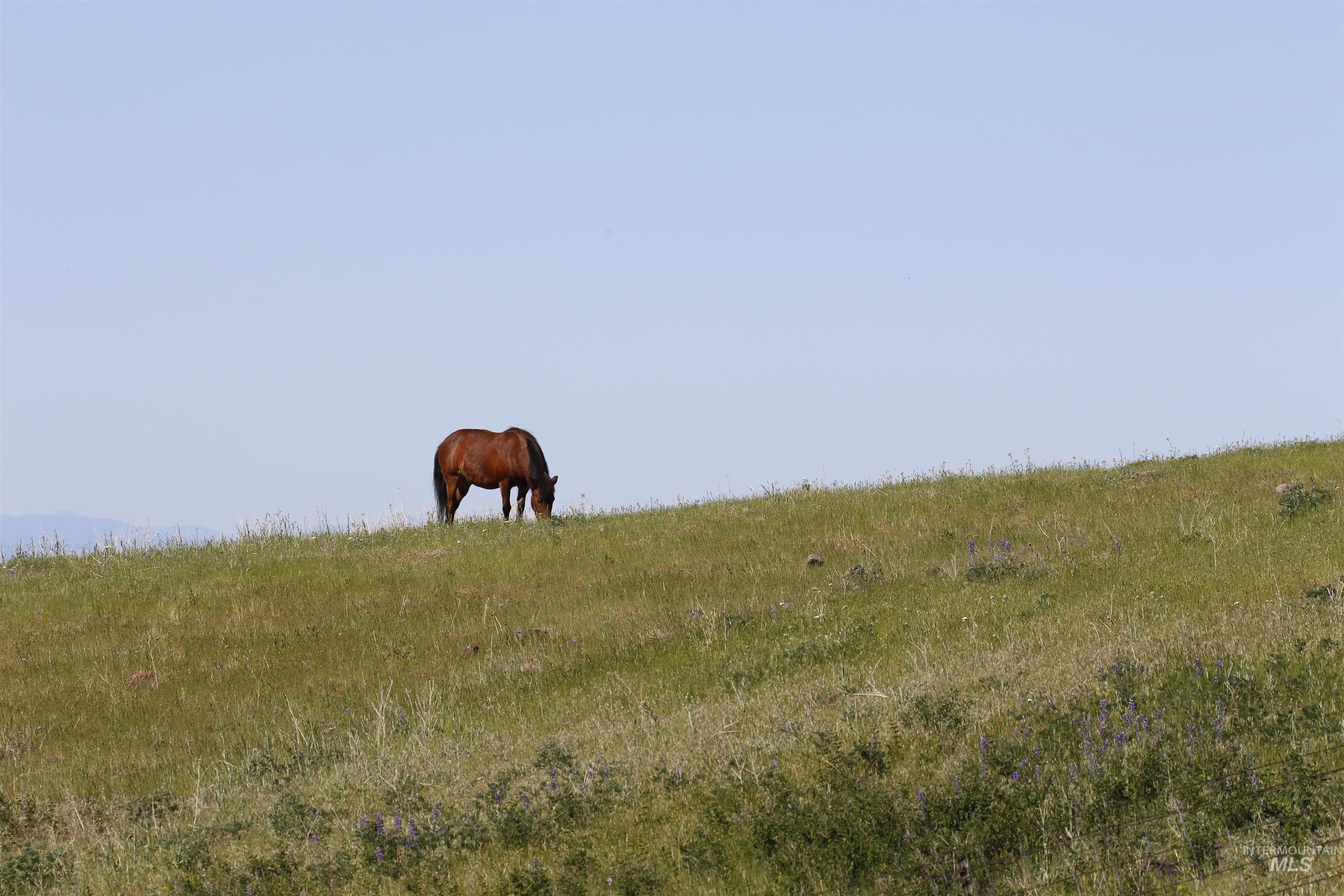 39055 Hilltop Ln, Lewiston, Idaho 83501, 3 Bedrooms, 2 Bathrooms, Residential For Sale, Price $495,000,MLS 98948907