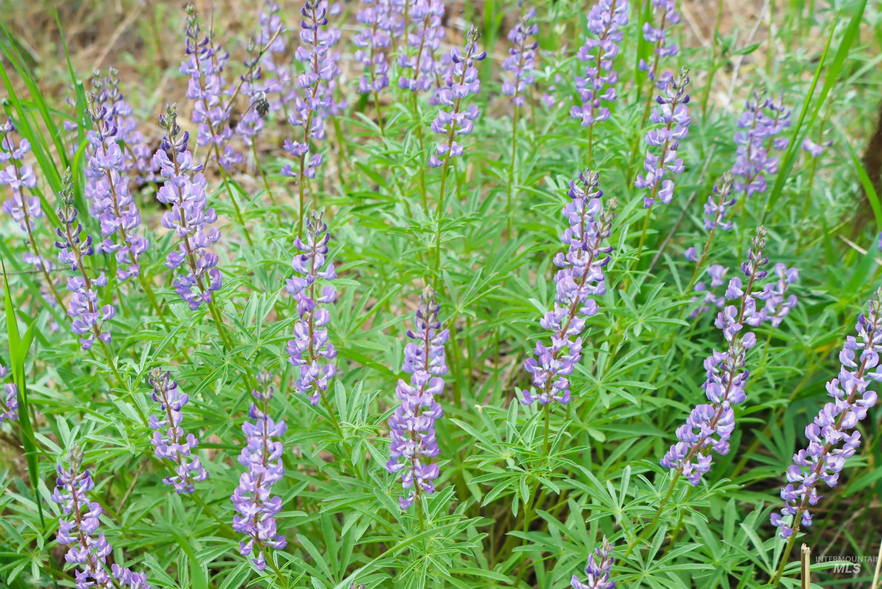 L1B11 Yarrow Dr, New Meadows, Idaho 83654, Land For Sale, Price $83,500,MLS 98951830