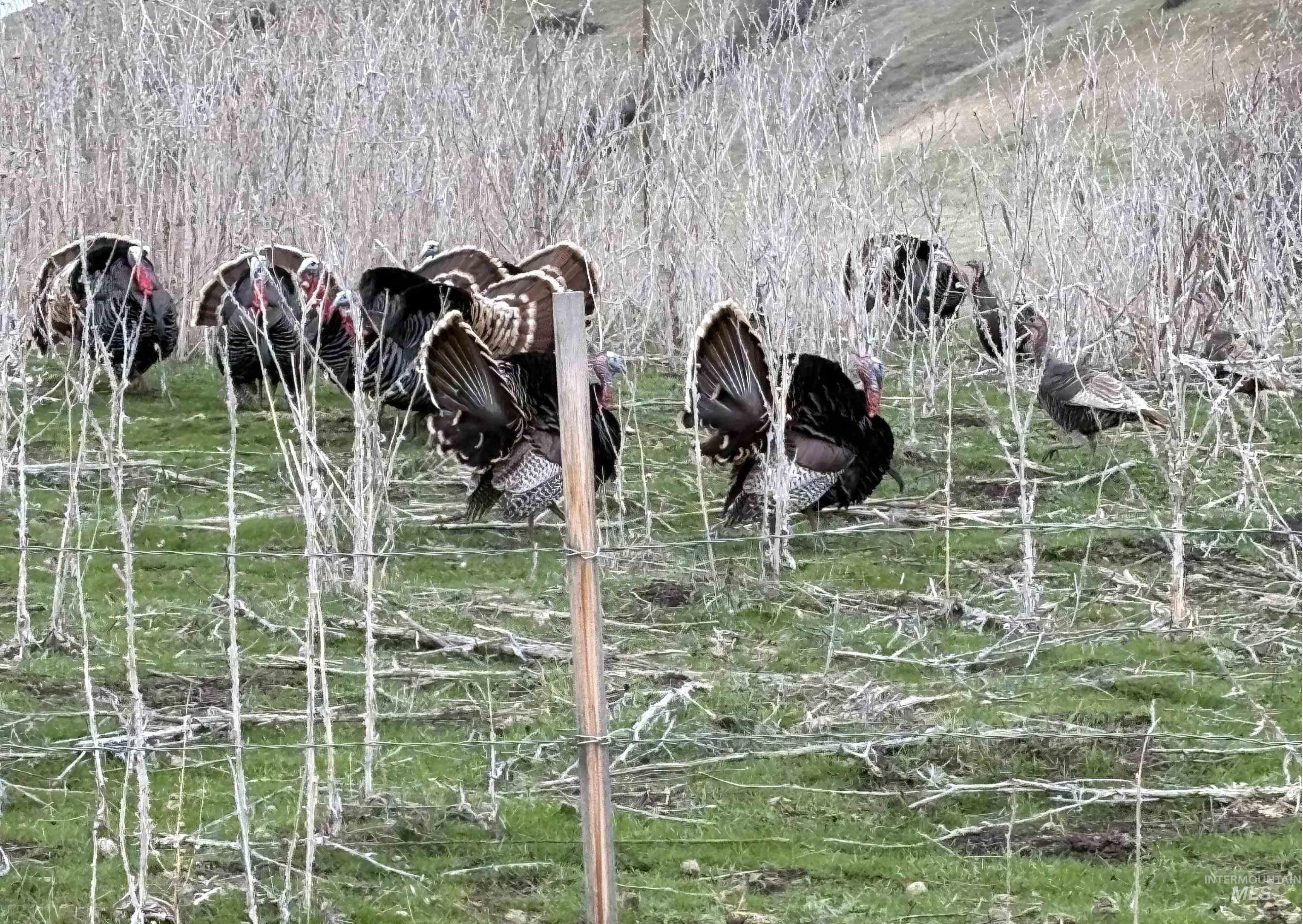 TBD Webster Ln - A, Horseshoe Bend, Idaho 83629, Land For Sale, Price $349,000,MLS 98953878