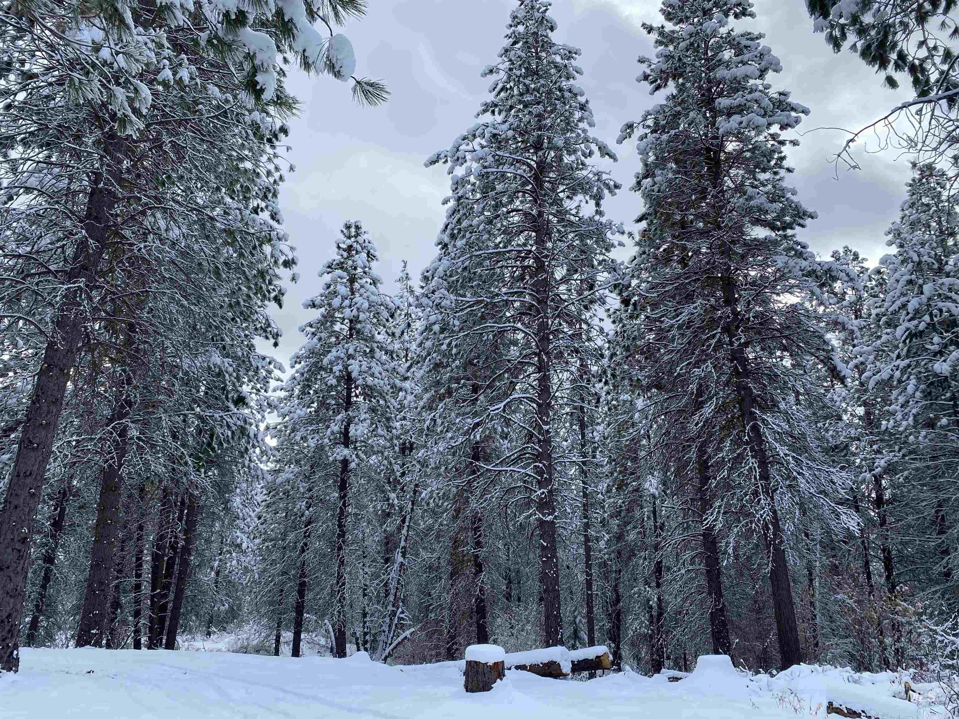 12 Woods Ln, Idaho City, Idaho 83631, 1 Bedroom, 1 Bathroom, Residential For Sale, Price $199,900, 98954433