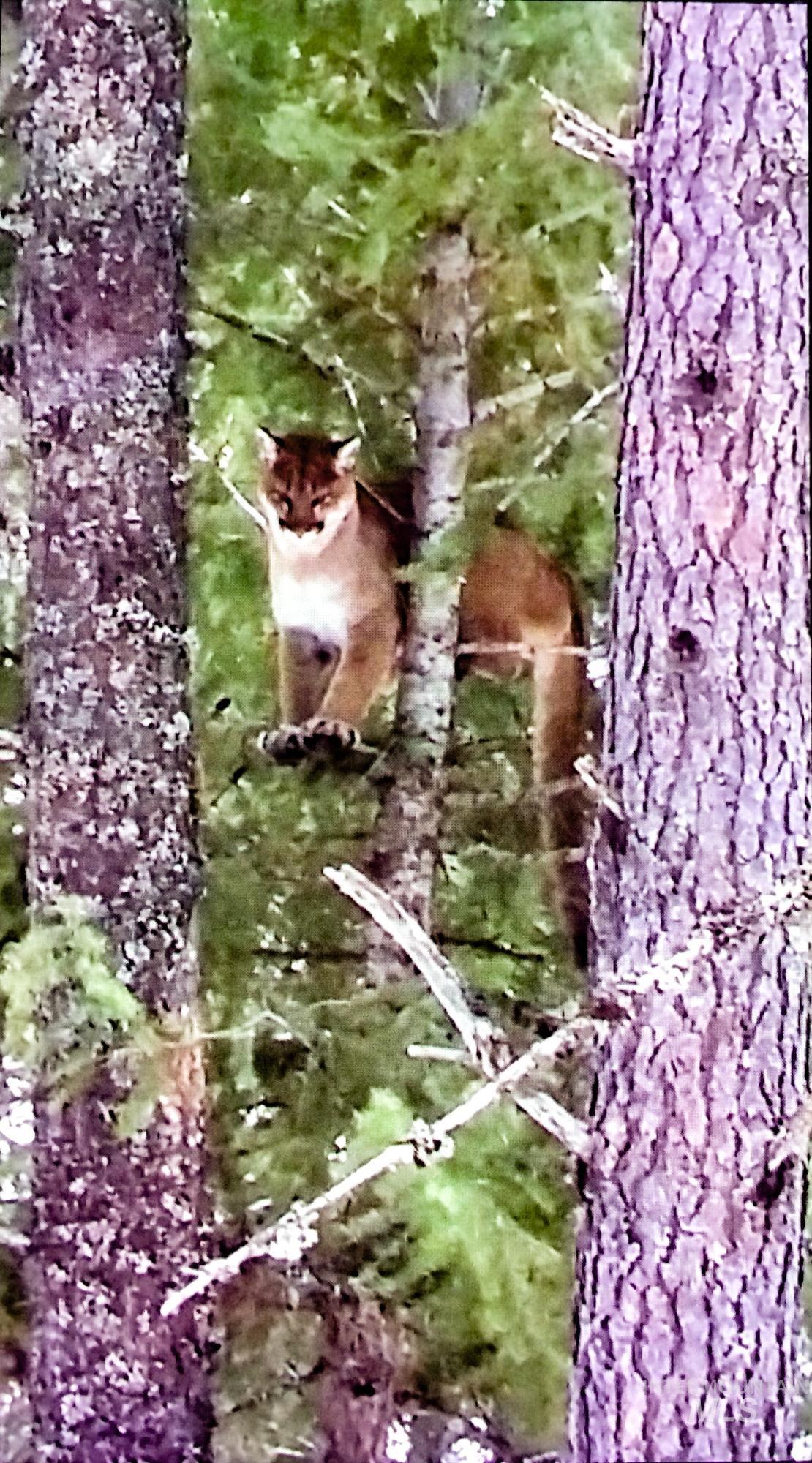 5110 Highway 95, New Meadows, Idaho 83654, 2 Bedrooms, 2 Bathrooms, Residential For Sale, Price $3,300,000,MLS 98954751