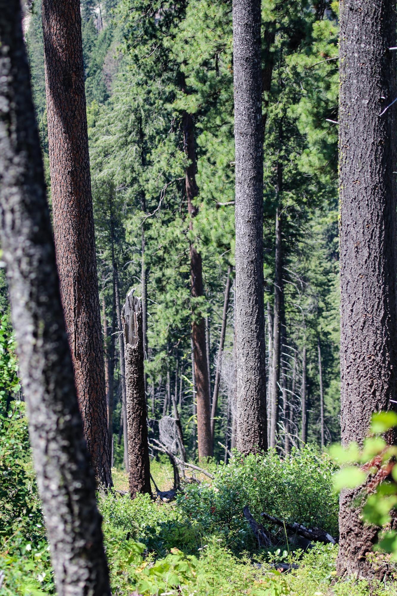 5110 Highway 95, New Meadows, Idaho 83654, 2 Bedrooms, 2 Bathrooms, Farm & Ranch For Sale, Price $3,300,000,MLS 98954753