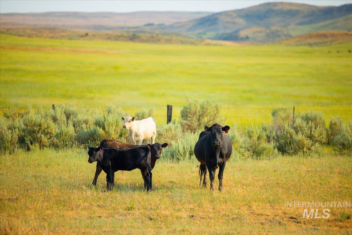 3127 US Hwy 95, Cambridge, Idaho 83610, 3 Bedrooms, 2 Bathrooms, Farm & Ranch For Sale, Price $7,450,000, 98954776